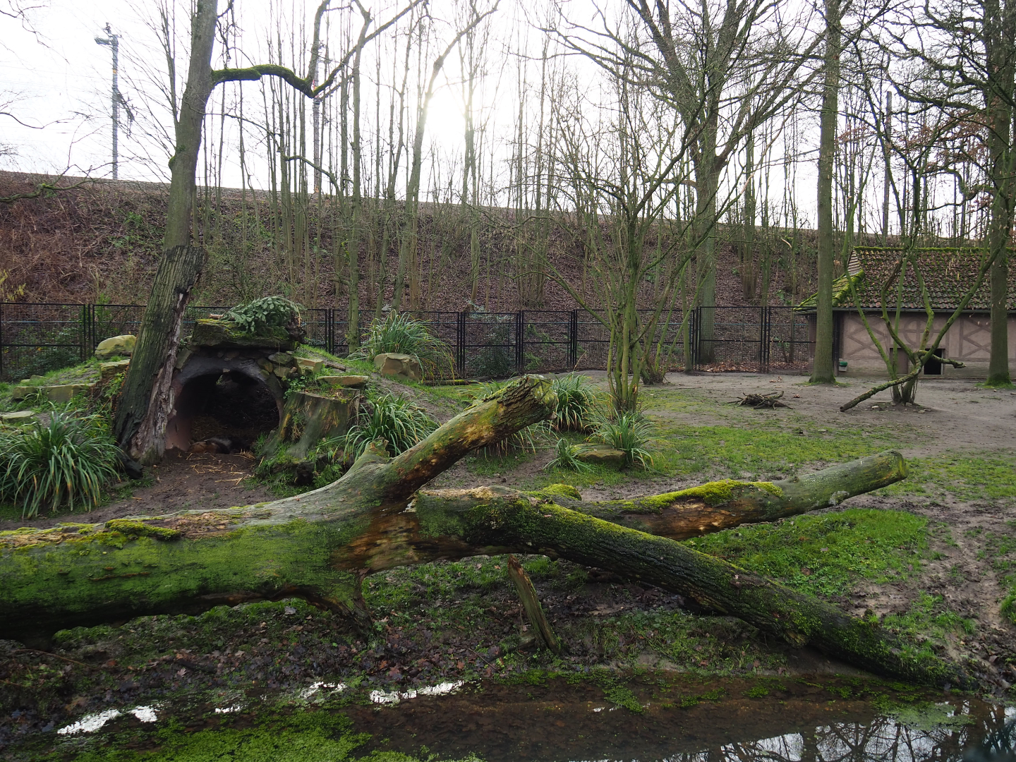 First spotted hyena exhibit, 2020-01-11