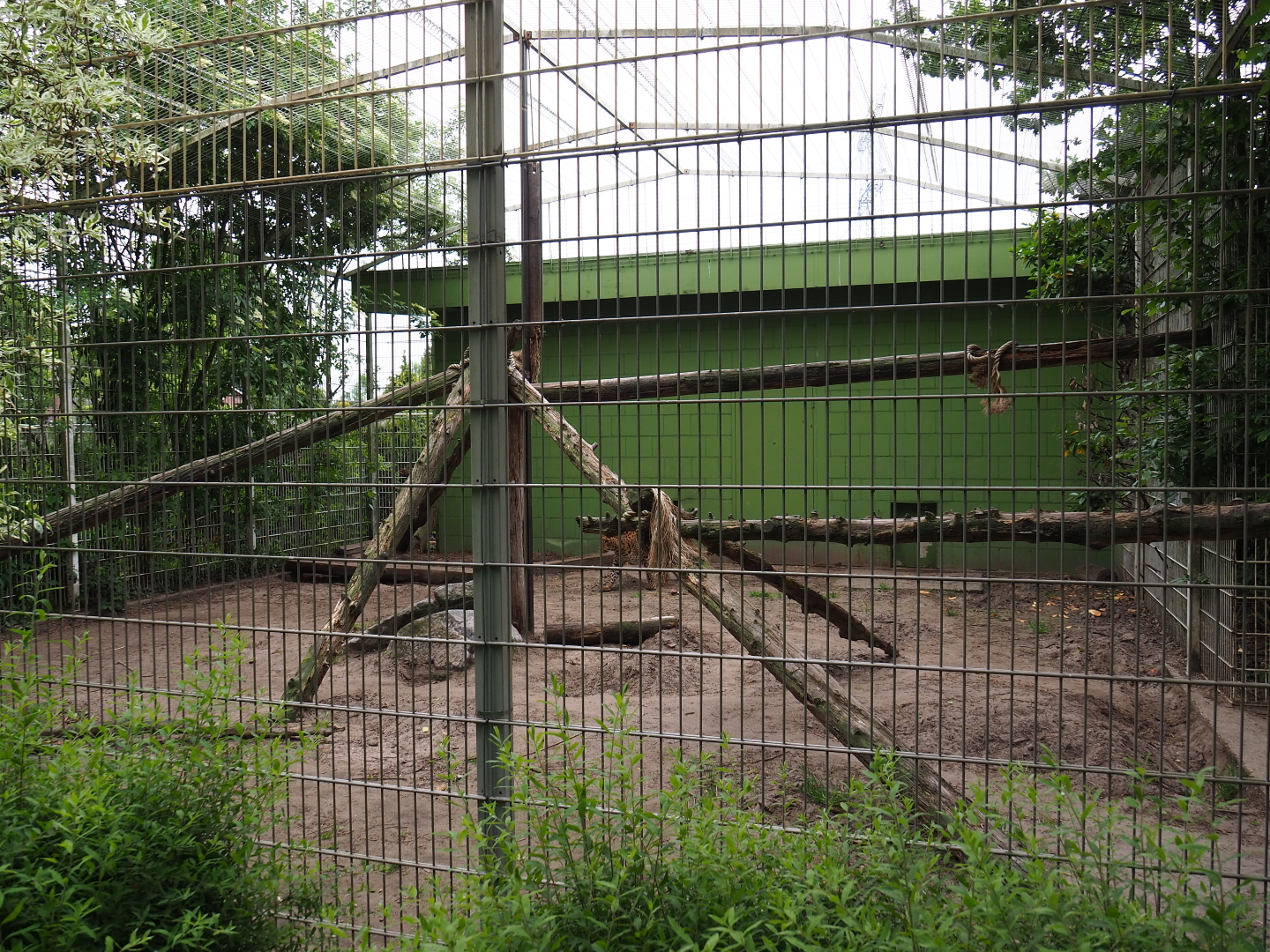 First Sri Lankan leopard exhibit, 2019-05-25