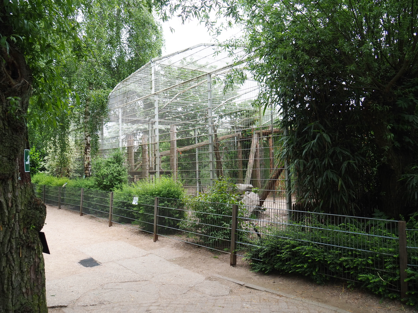 First Sri Lankan leopard exhibit, 2019-05-25