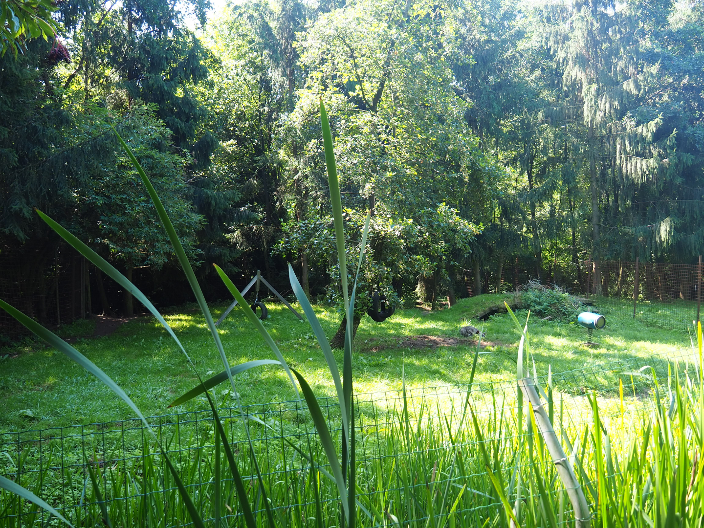 First Striped hyena exhibit, 2019-08-04