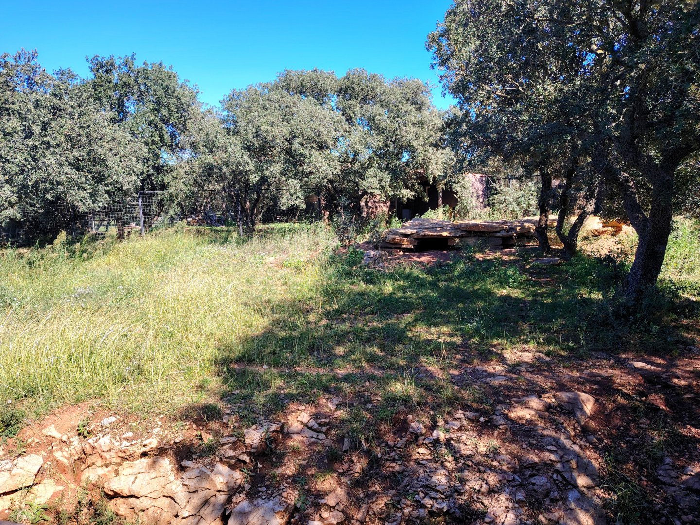 First Striped Hyena Exhibit