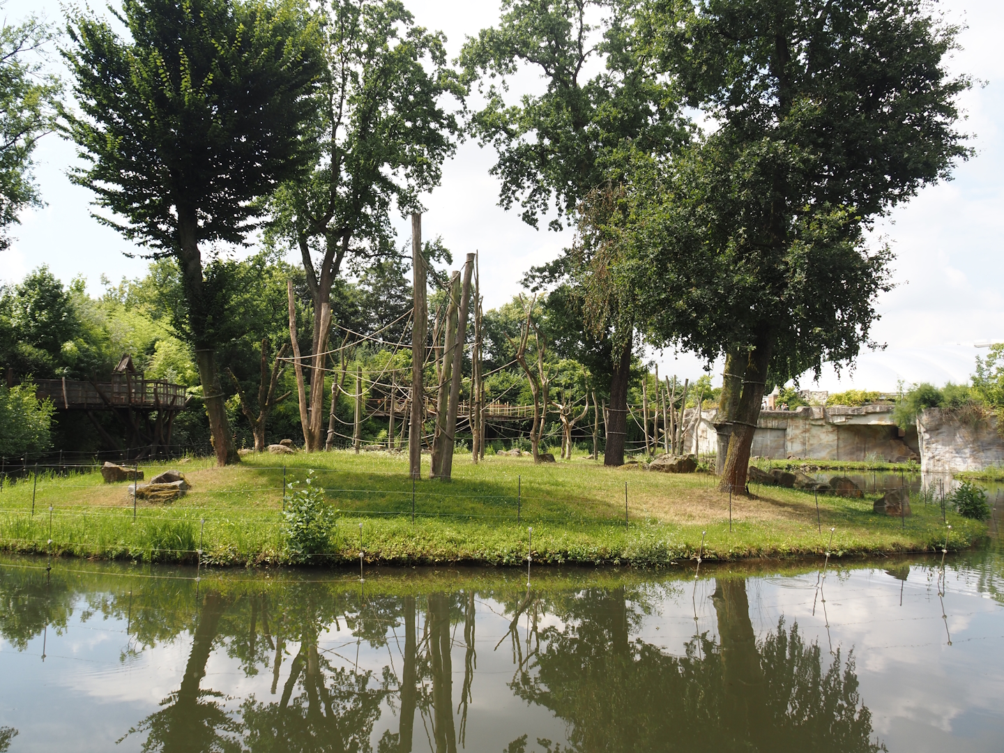 First Sumatran orangutan and Hanuman langur island, 2024-08-05