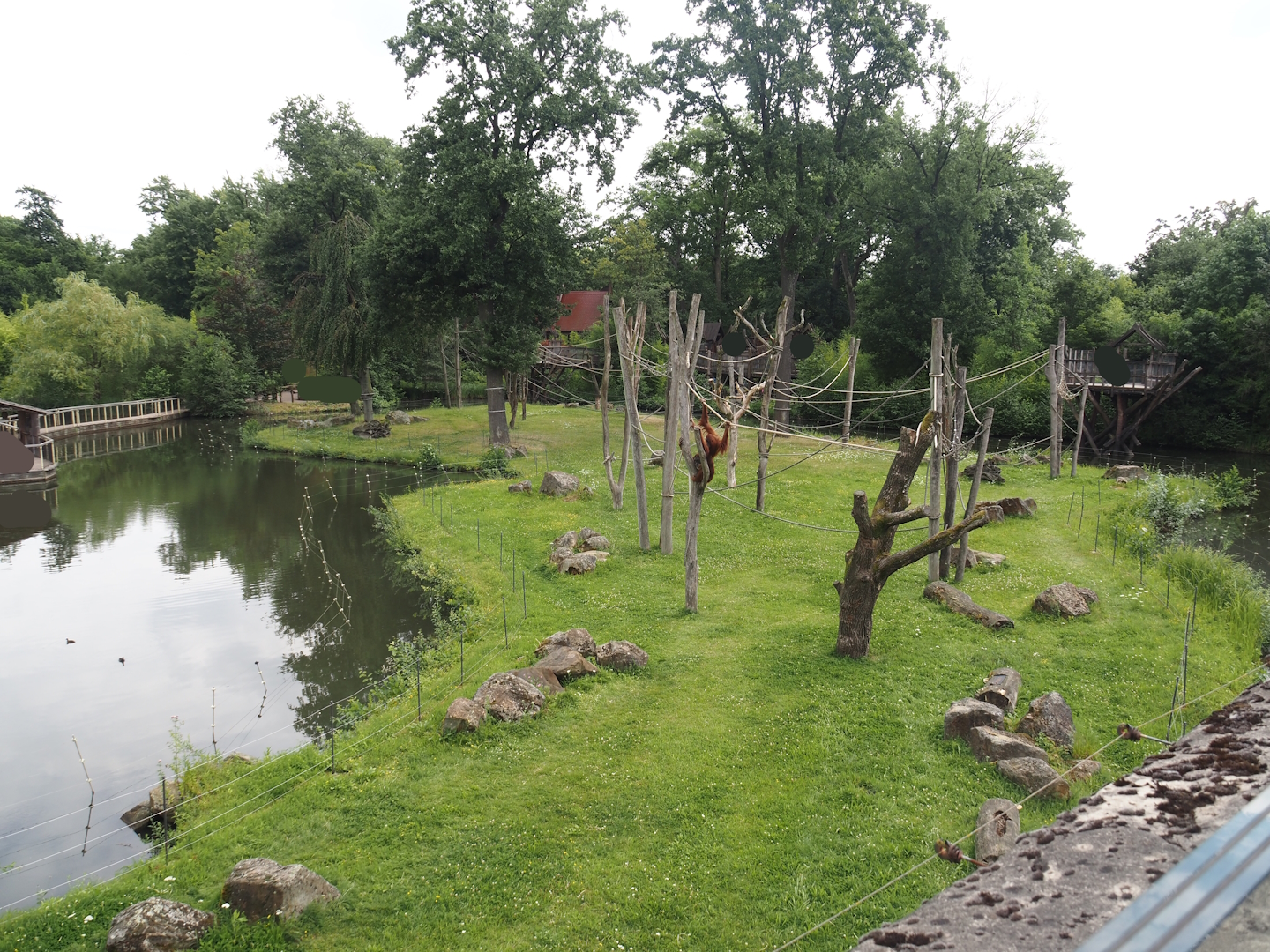 First Sumatran orangutan and Hanuman langur island, 2024-08-05