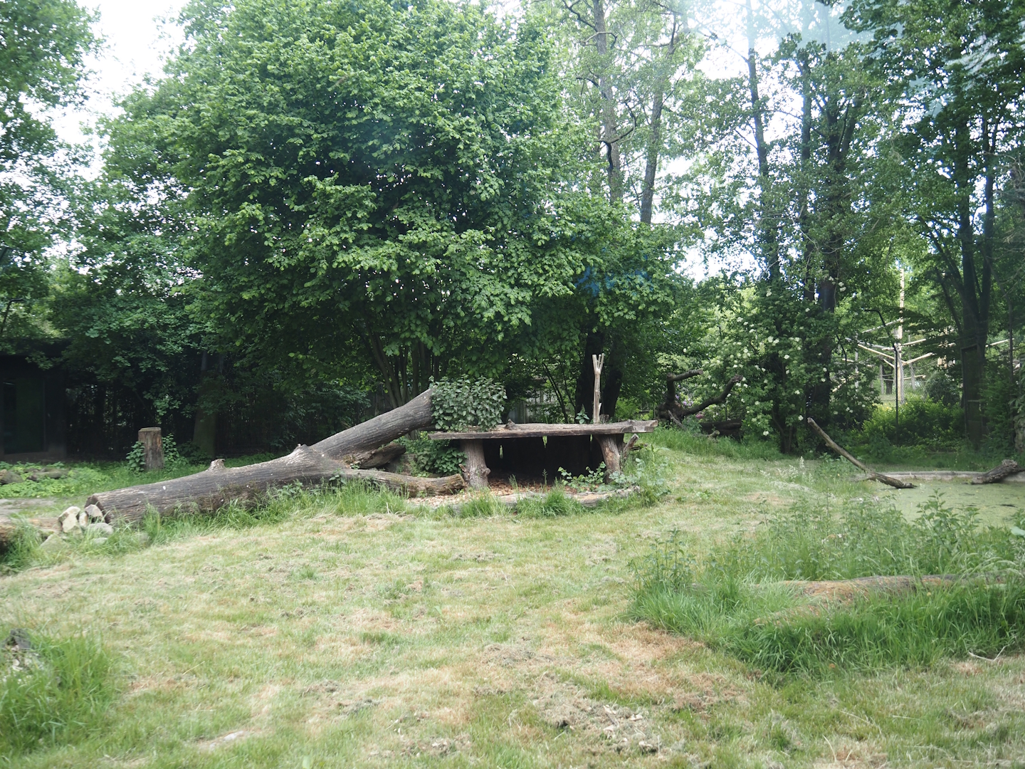First Sumatran tiger exhibit, 2025-05-22