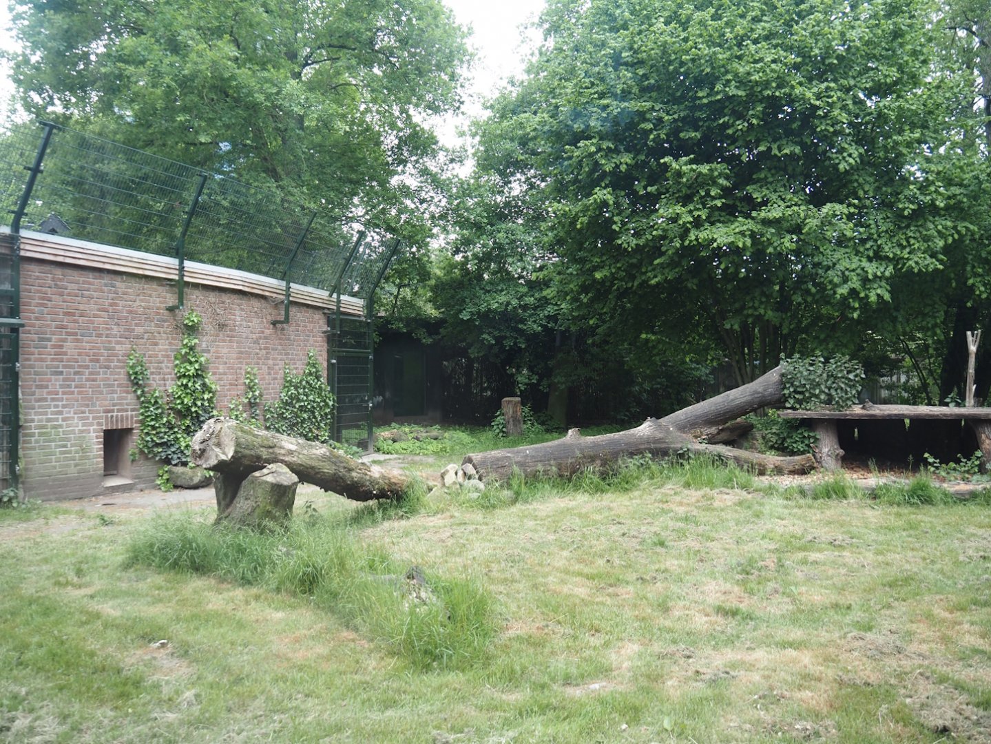 First Sumatran tiger exhibit, 2025-05-22