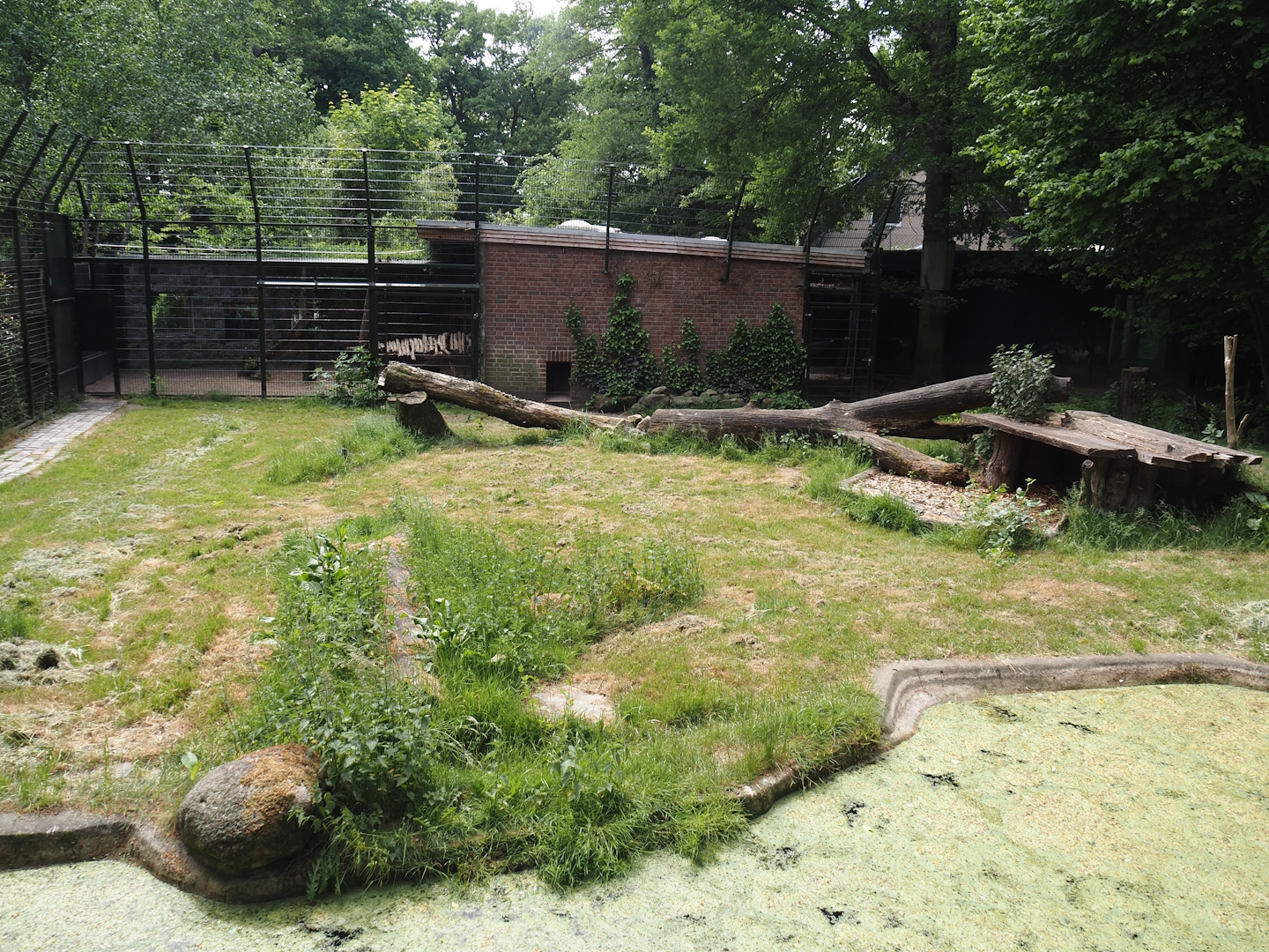 First Sumatran tiger exhibit, 2025-05-22