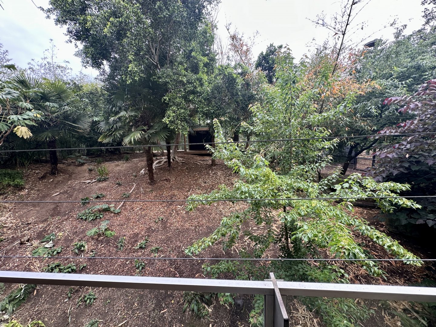 First Sumatran Tiger Exhibit