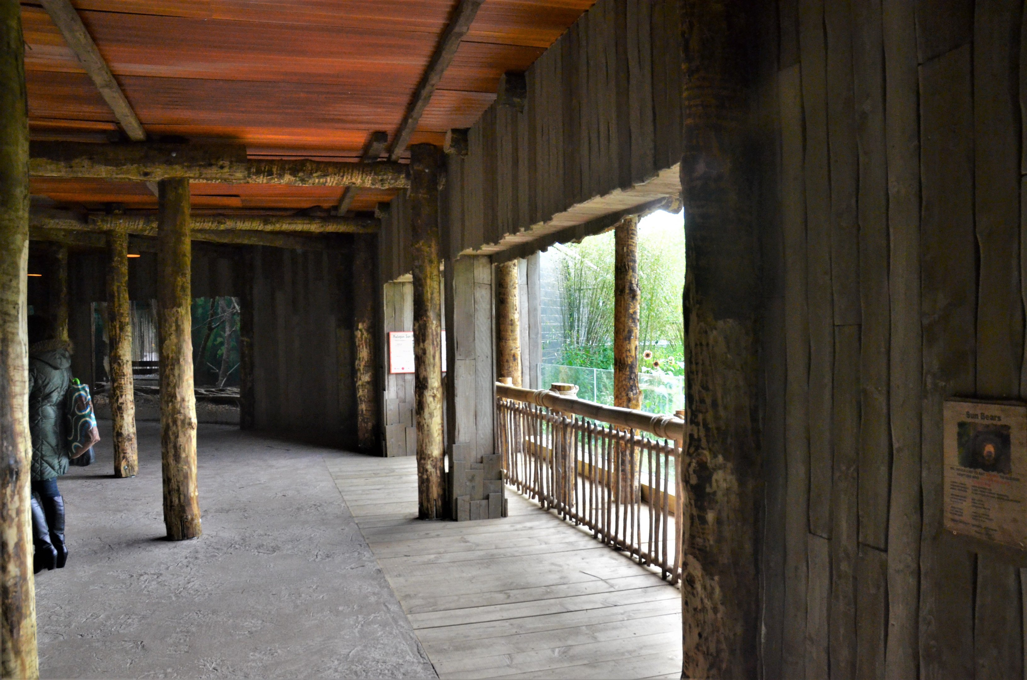 First Sun Bear Outdoor Viewing Area at Chester, 30/09/17