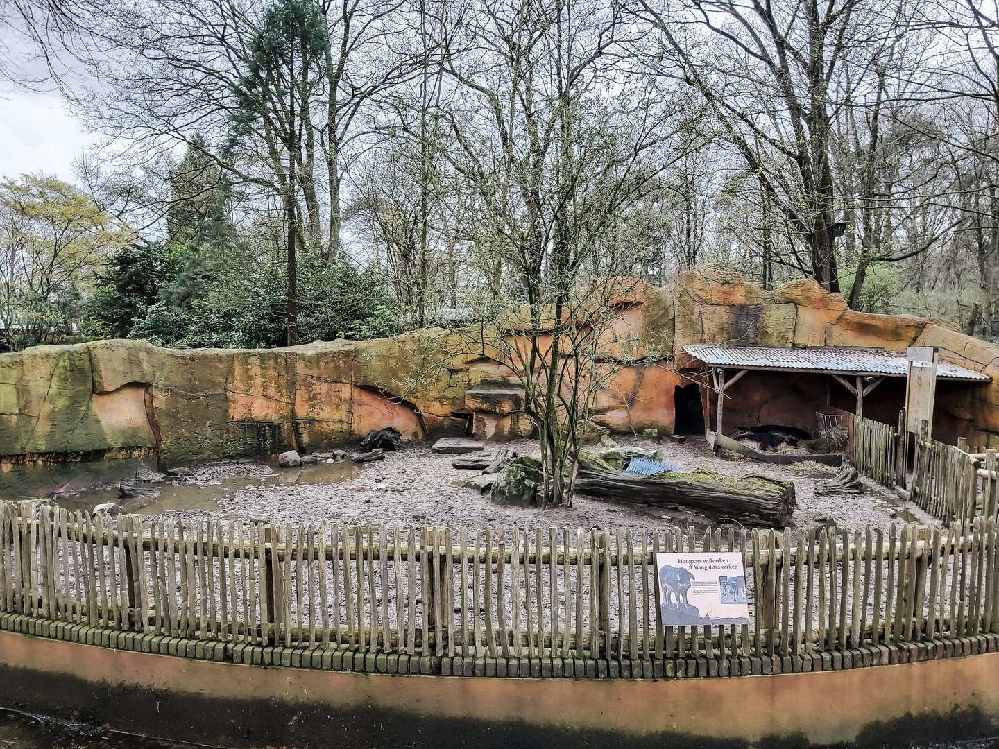 First Swallow-bellied mangalitsa enclosure