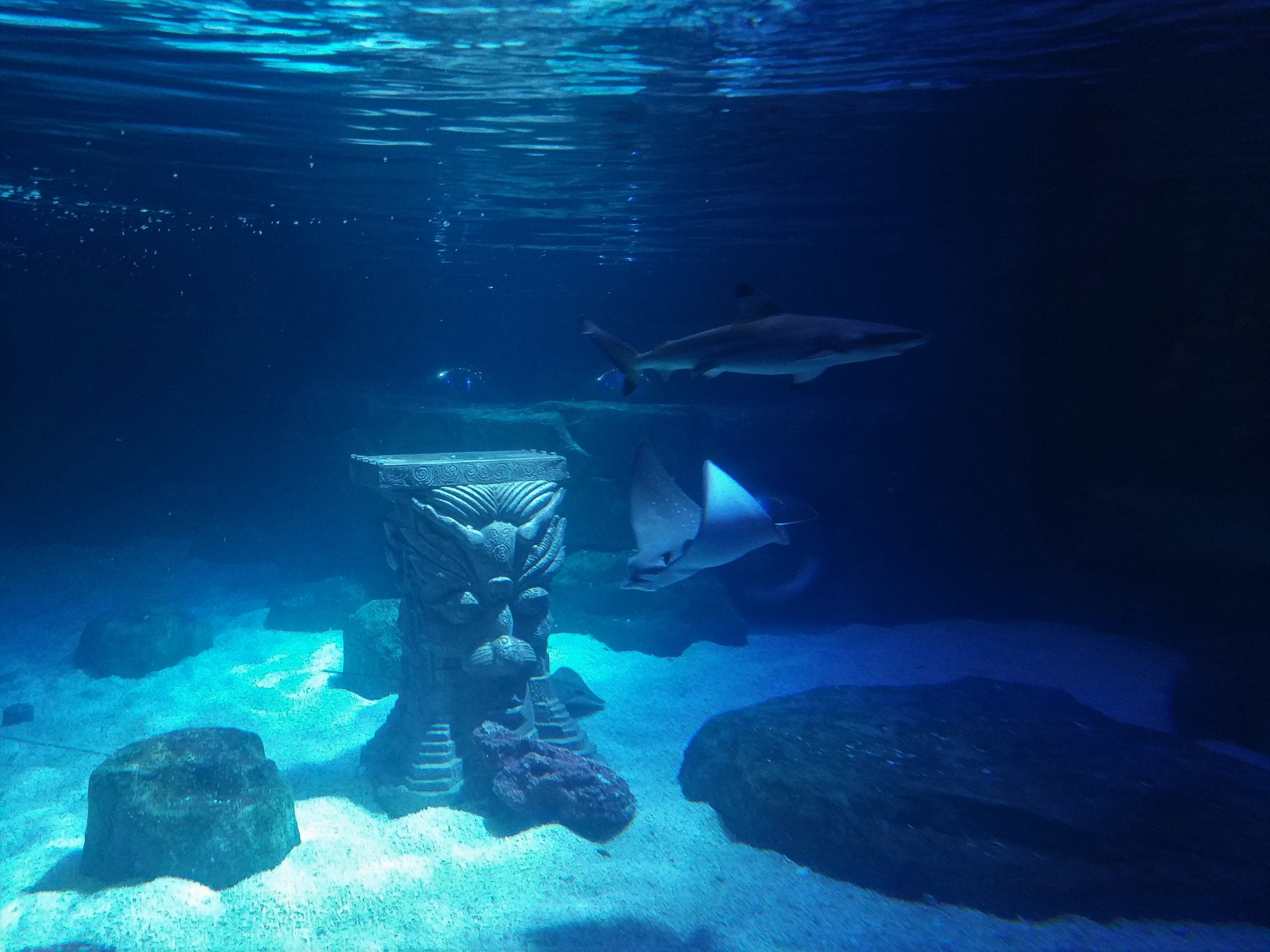 First tank for small sharks and rays