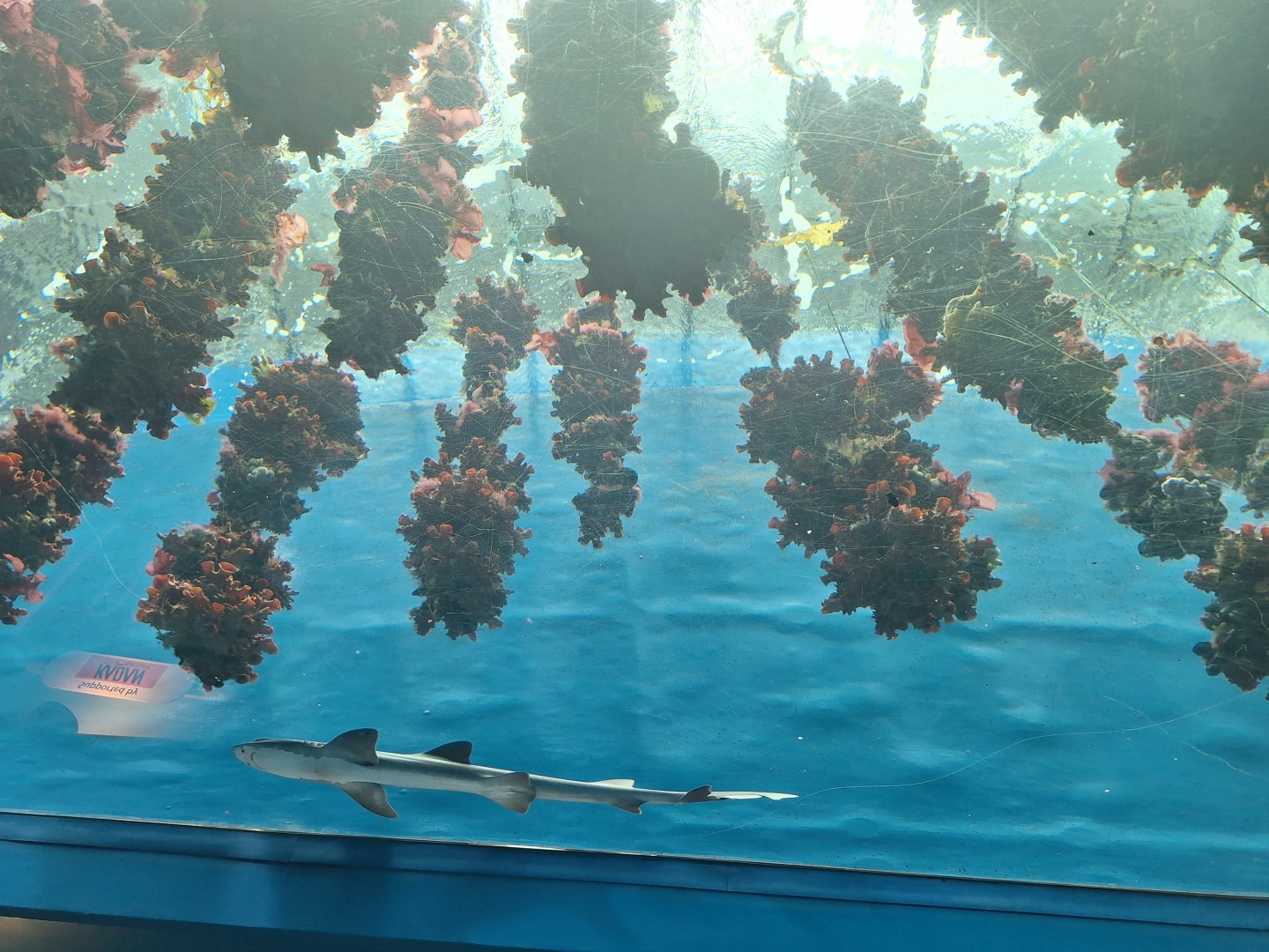 First tank (Underwater forest)