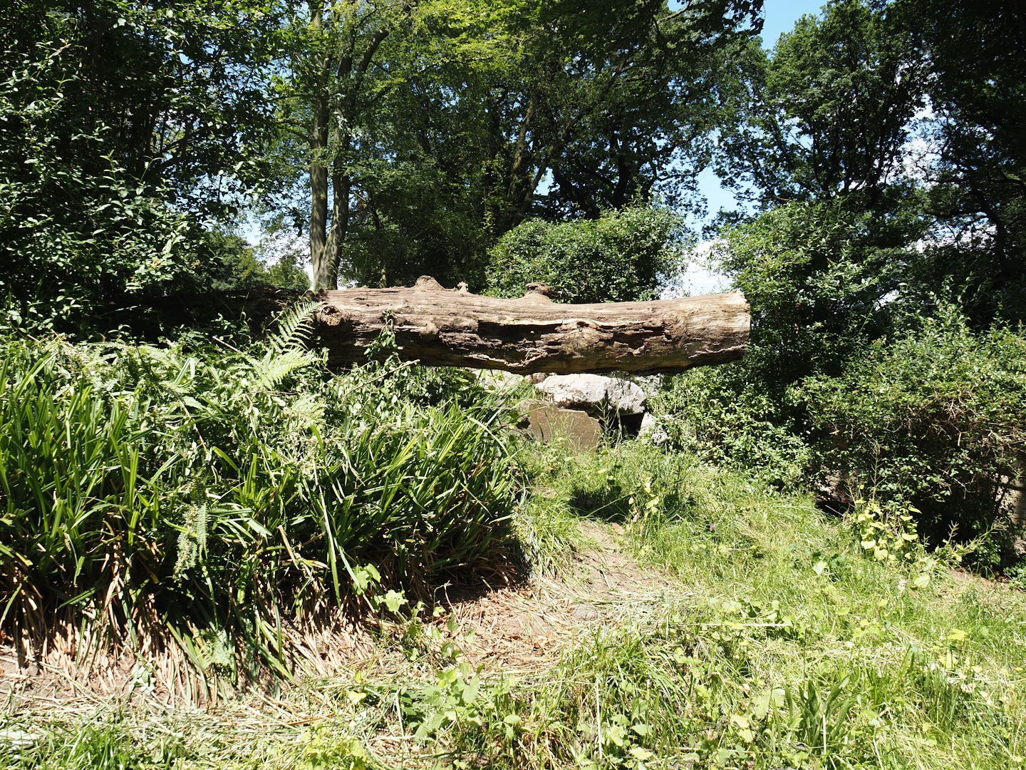 First Tasmanian devil exhibit, 2024-06-08