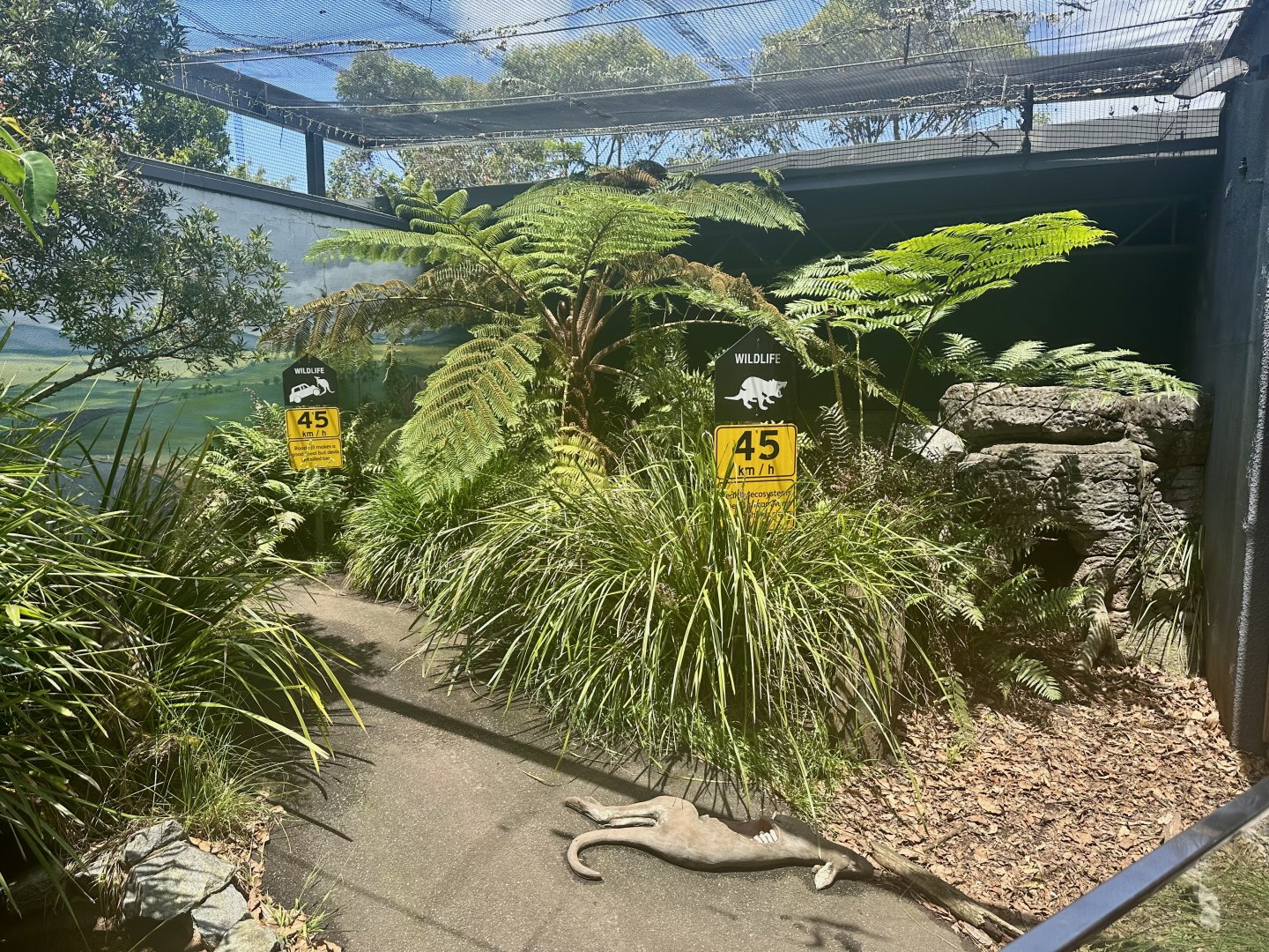 First Tasmanian Devil Exhibit