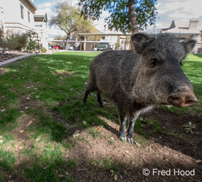 first test of my remote trigger