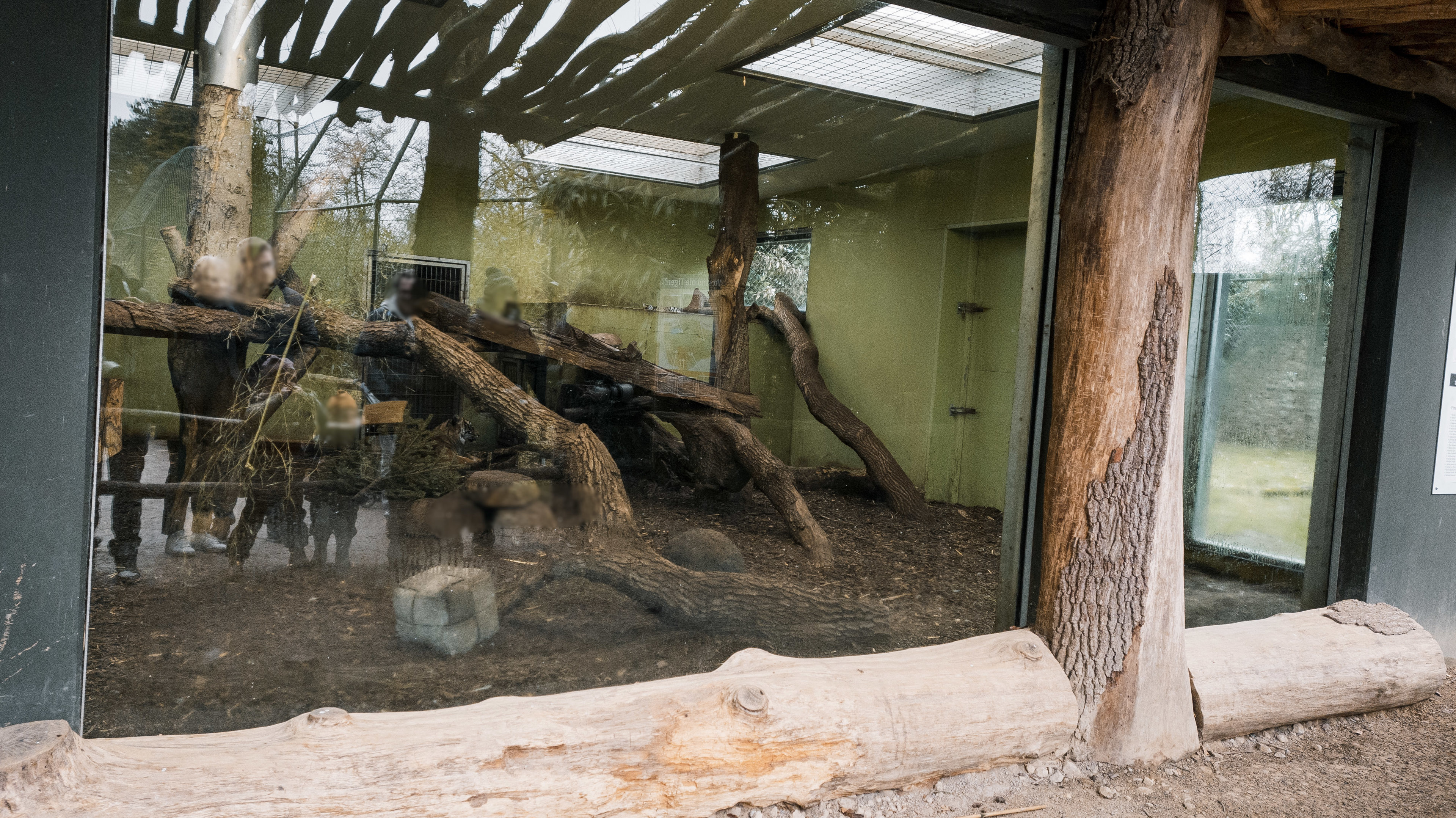 First Tiger indoor areas