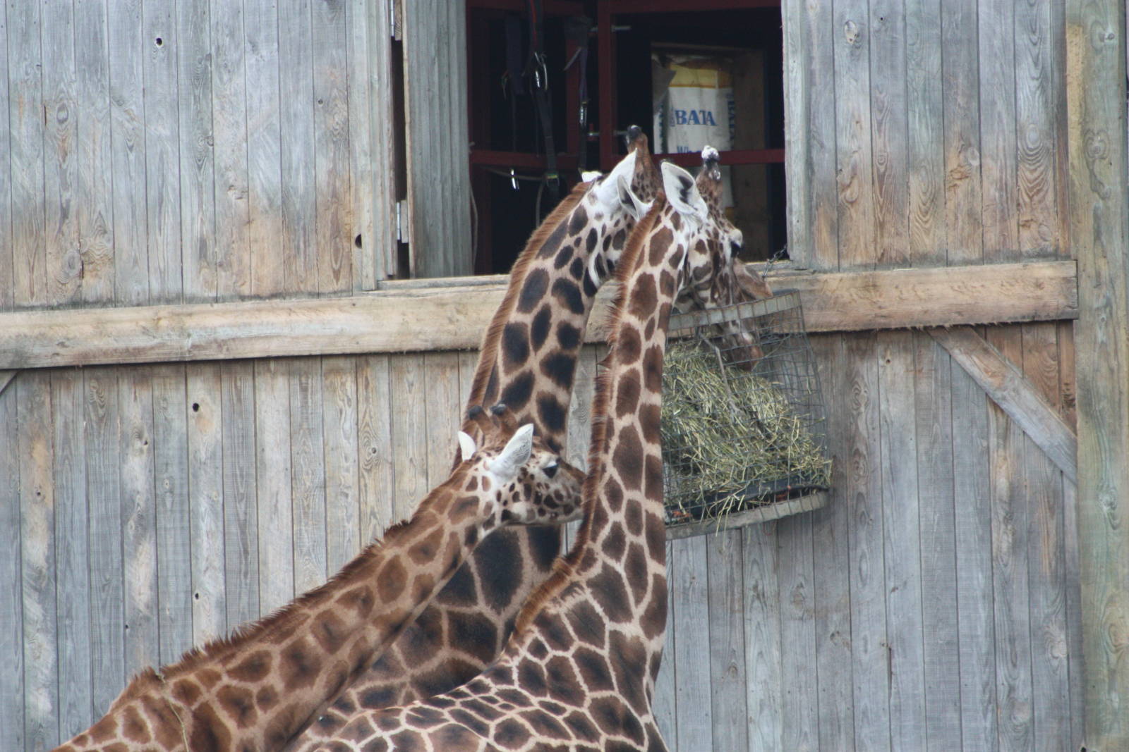 First to the food, 18th February 2015