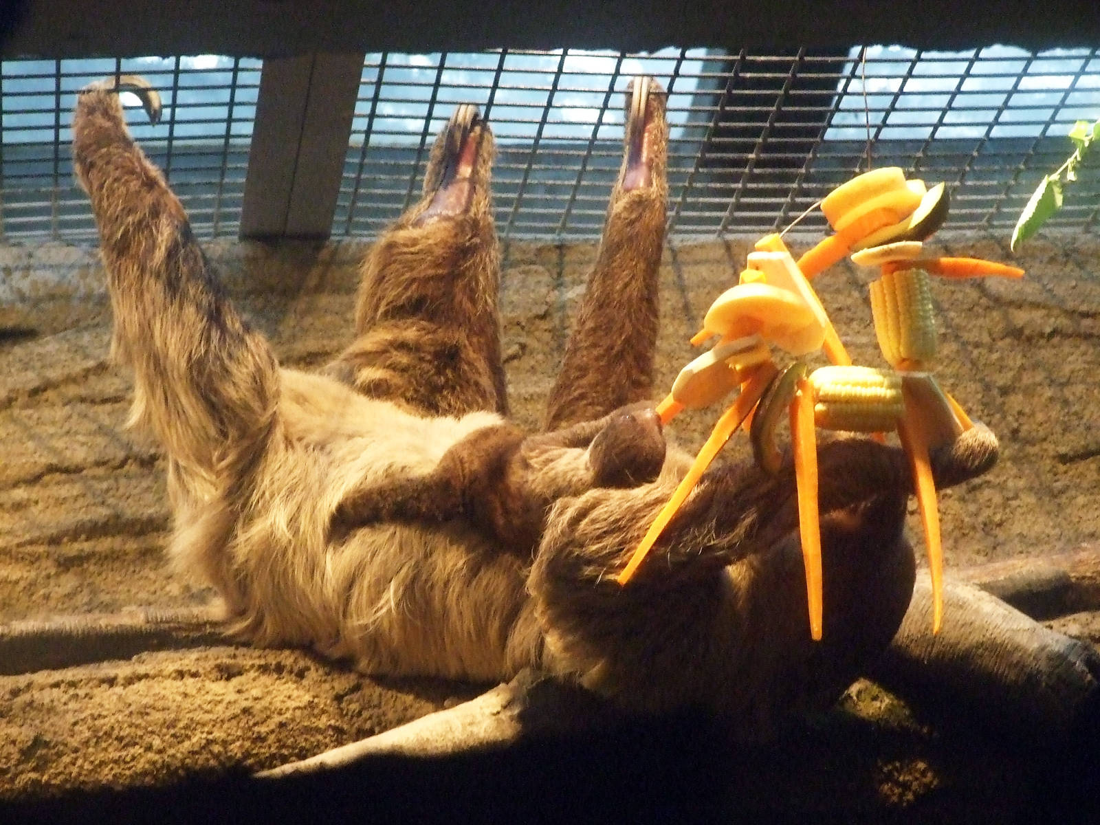 First two-toed sloth baby in China