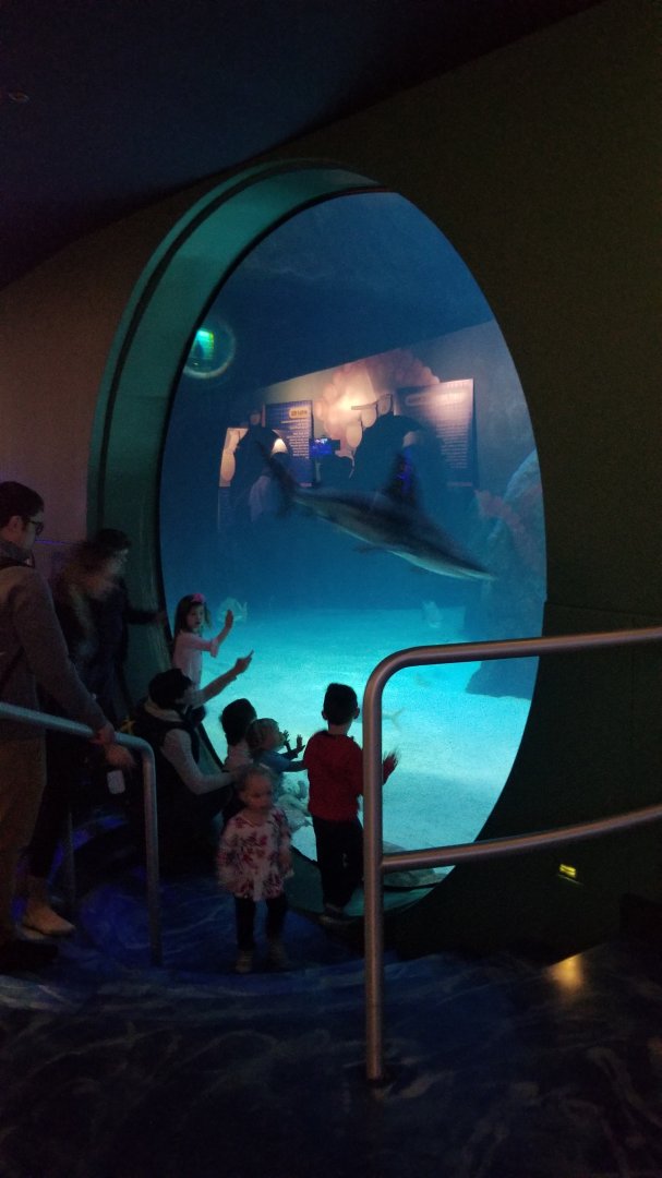 First view of main shark tank