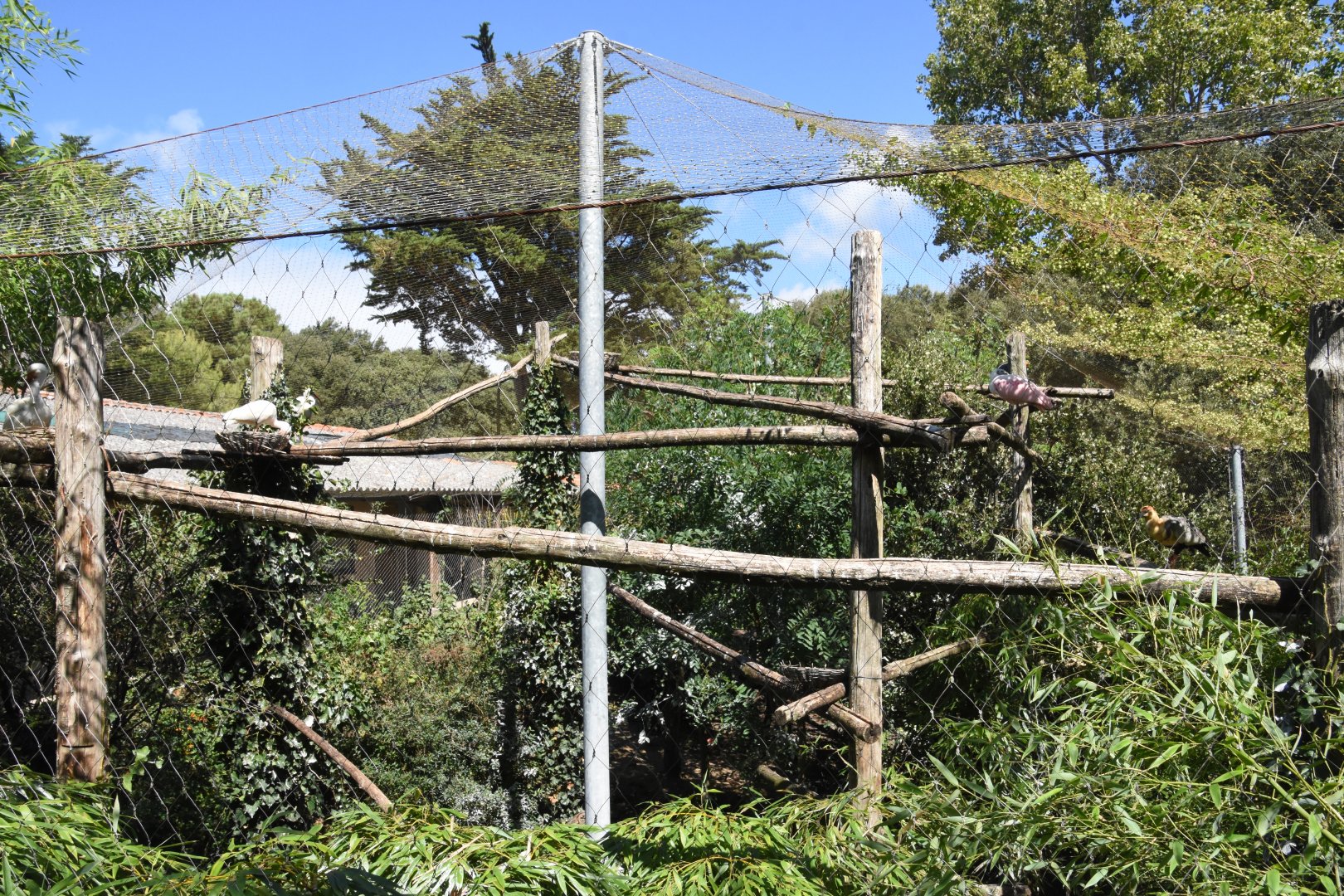 First view on S-American aviary