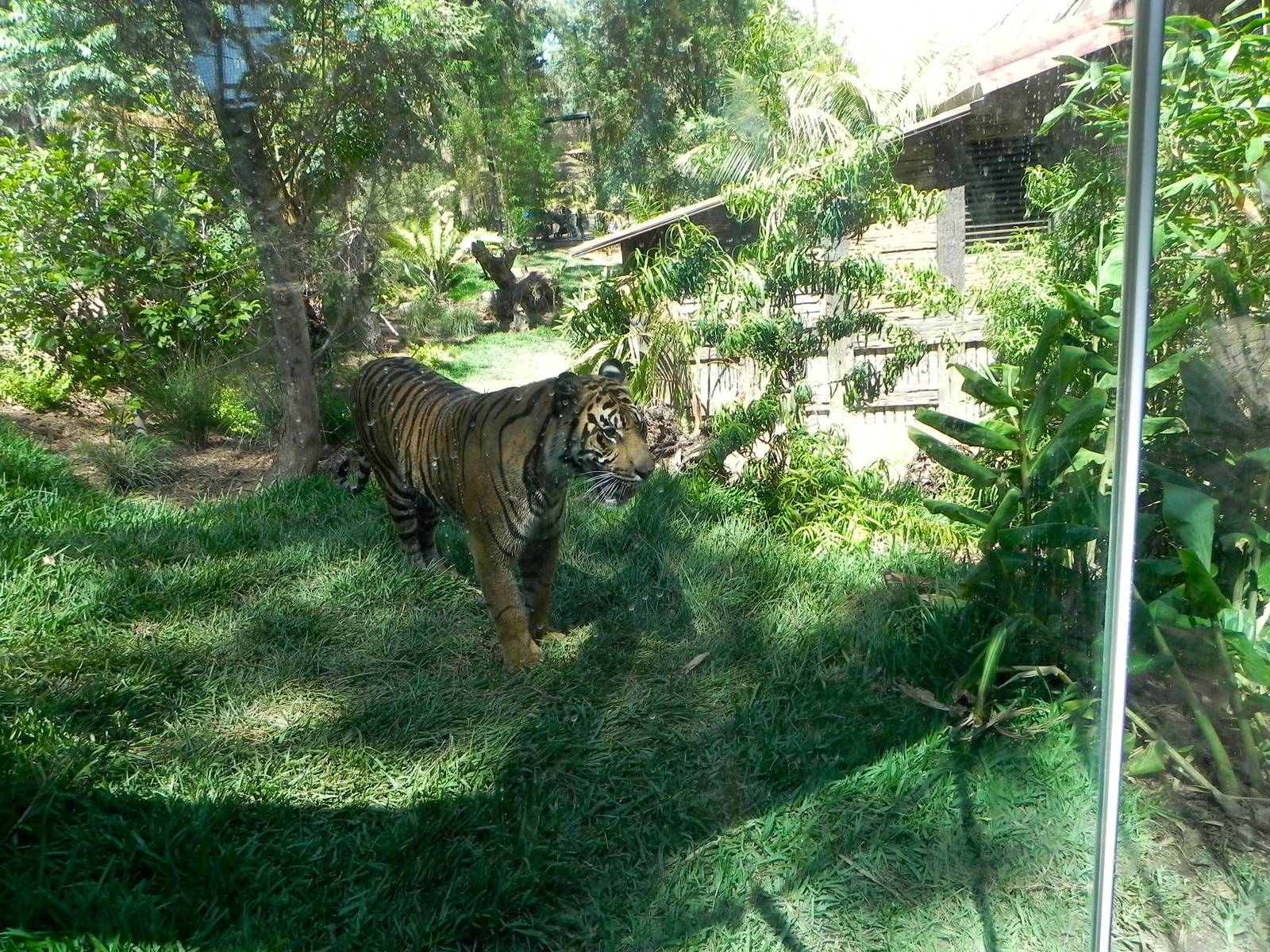 First viewing area of yard 1 Tiger Trail