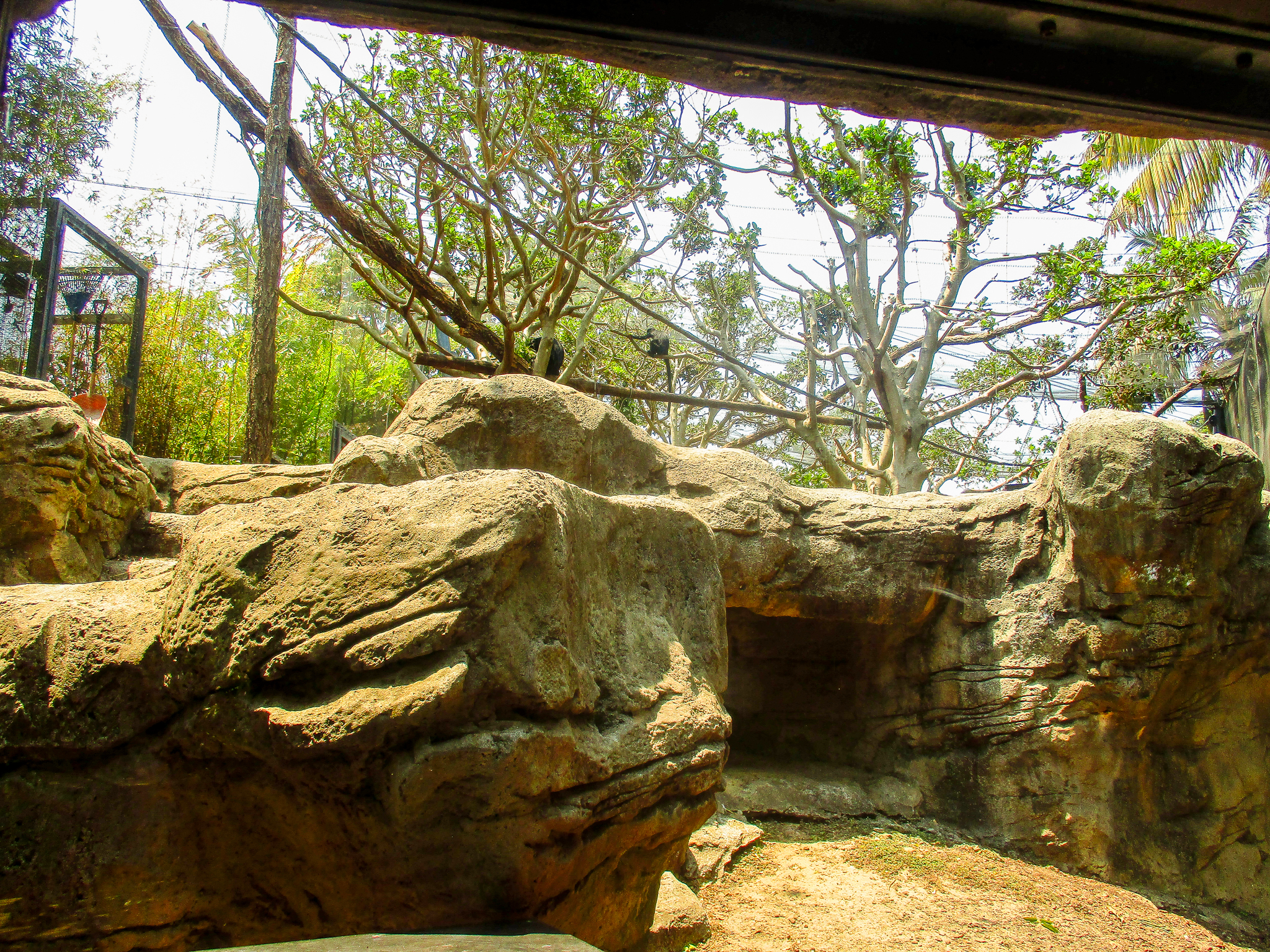 First Viewing Window for Langurs - December 2019