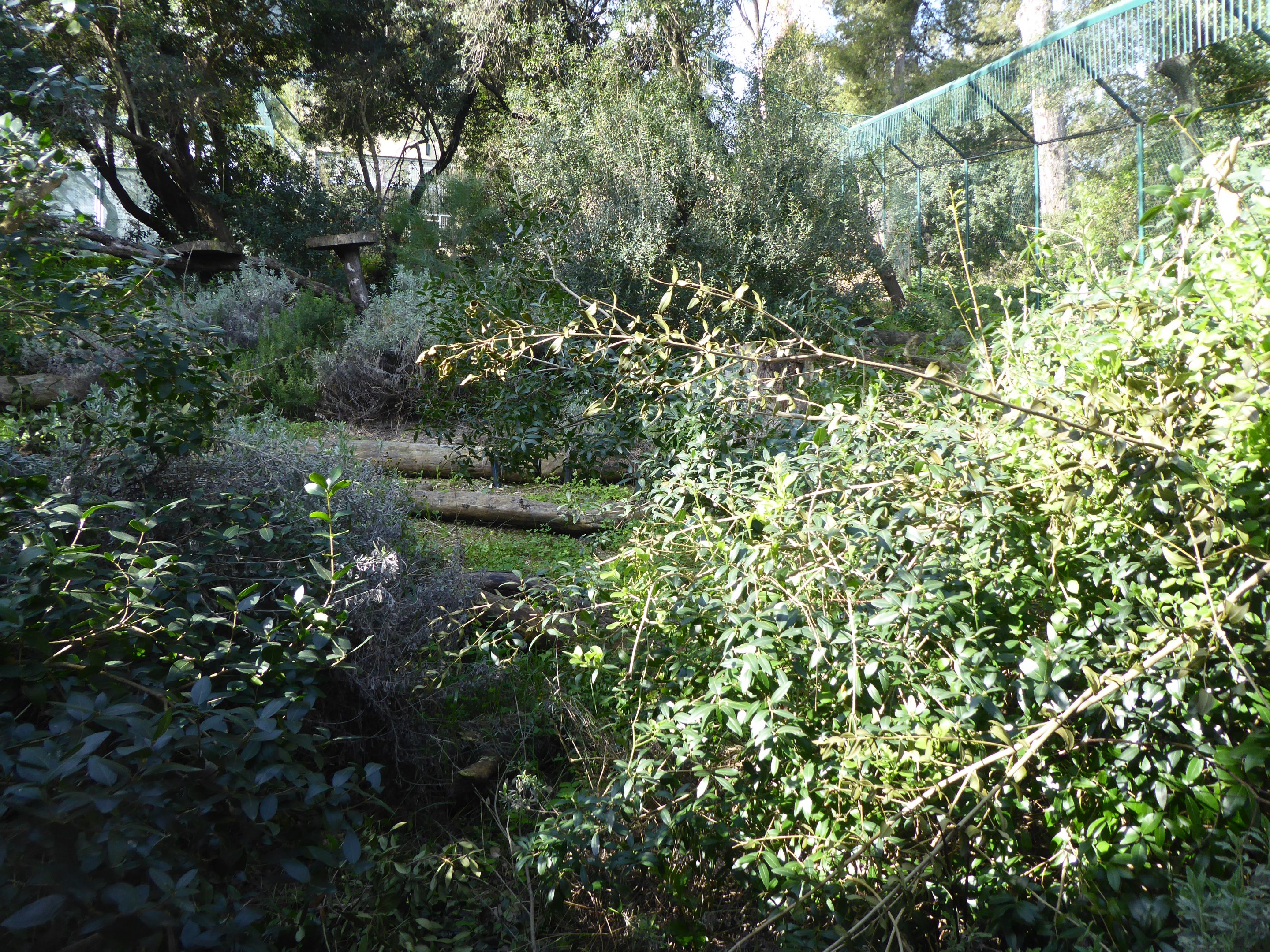 First viewing window into the exhibit for Iberian Lynx (Lynx pardinus) within the "Tapada do Lince-ibérico" complex