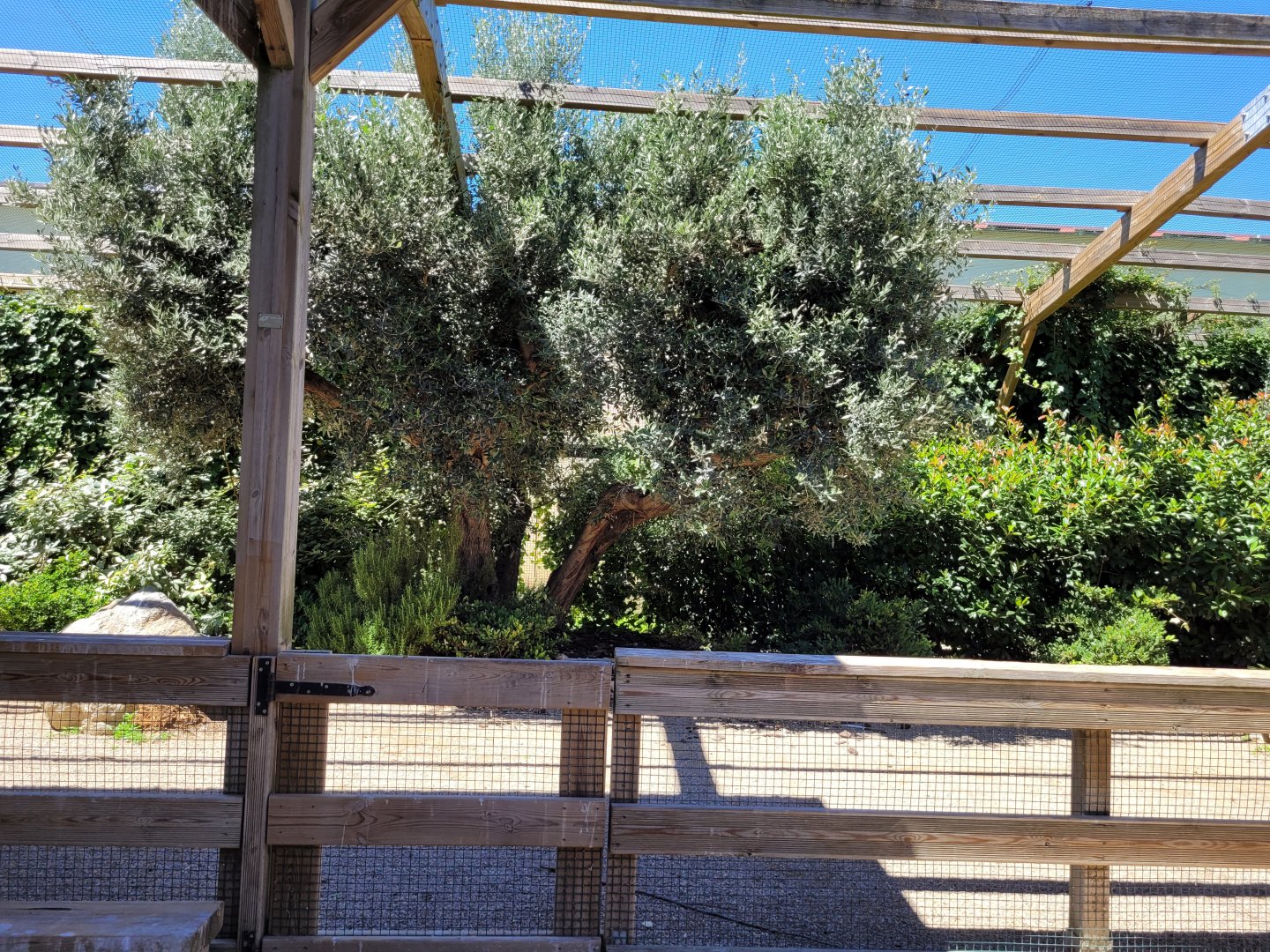 First walkthrough aviary -Sendaviva (2024)