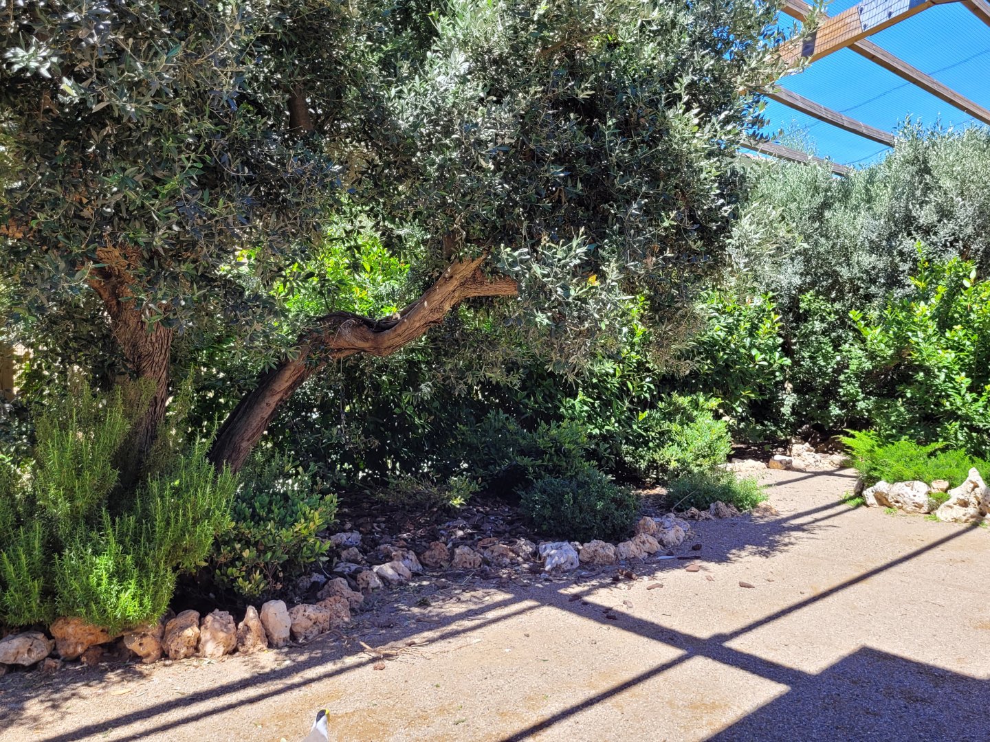 First walkthrough aviary -Sendaviva (2024)