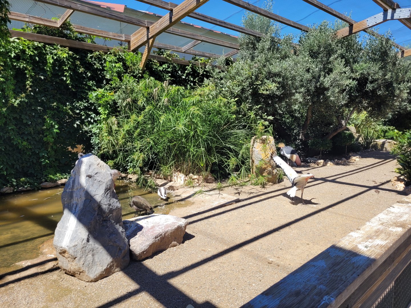 First walkthrough aviary -Sendaviva (2024)