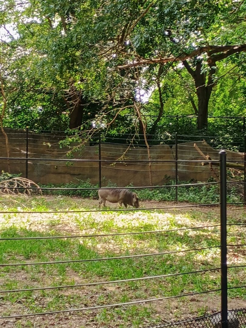 First Warthog Sightings Since I Was a Kid (7/6/24)