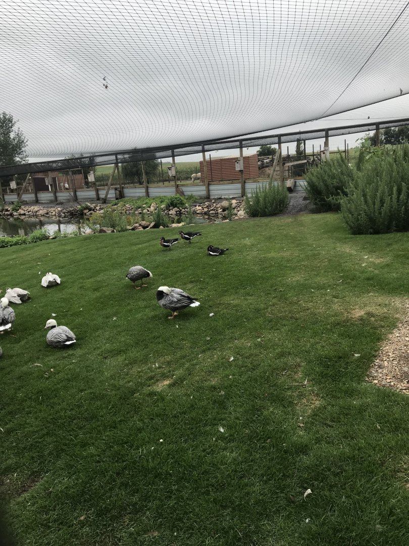 First Waterfowl Aviary