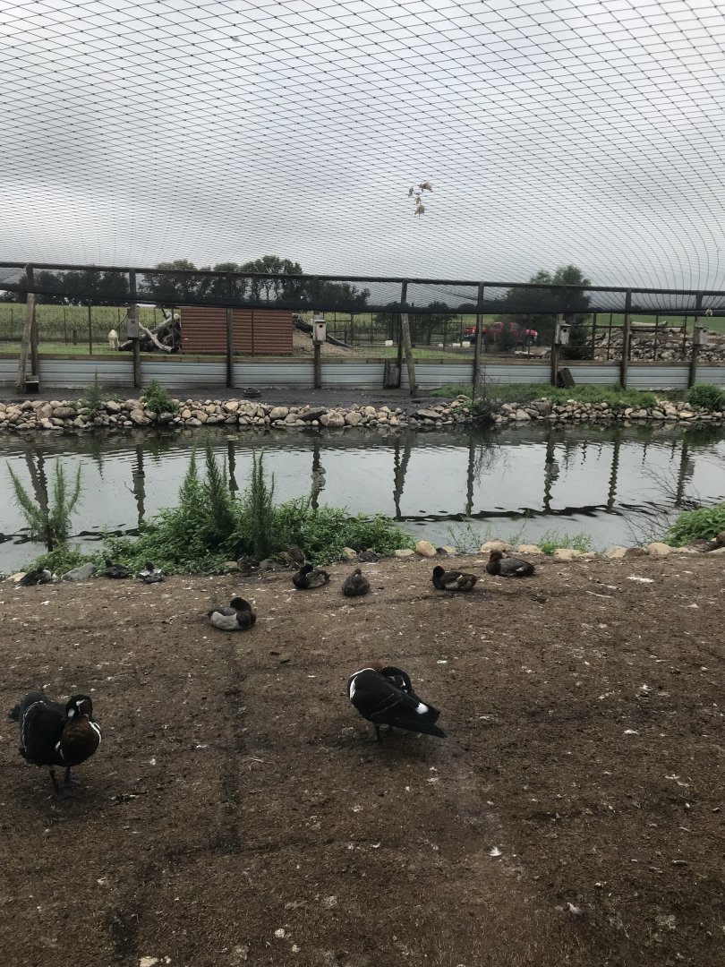 First Waterfowl Aviary