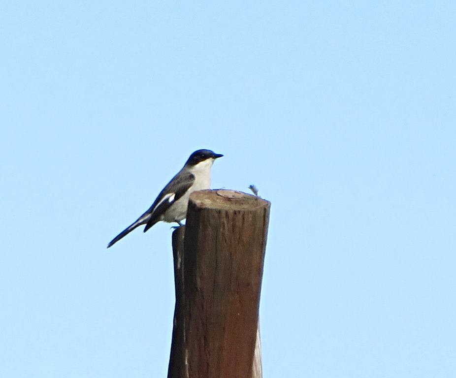Fiscal Flycatcher