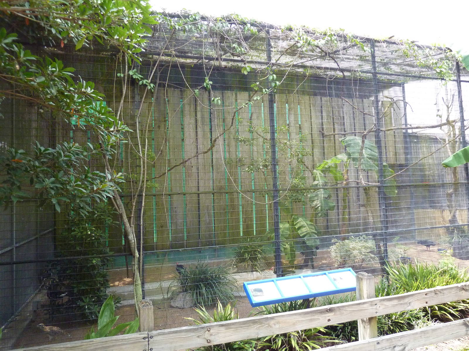 Fischer Bird Garden - Bald Ibis/Piping Hornbill Exhibit