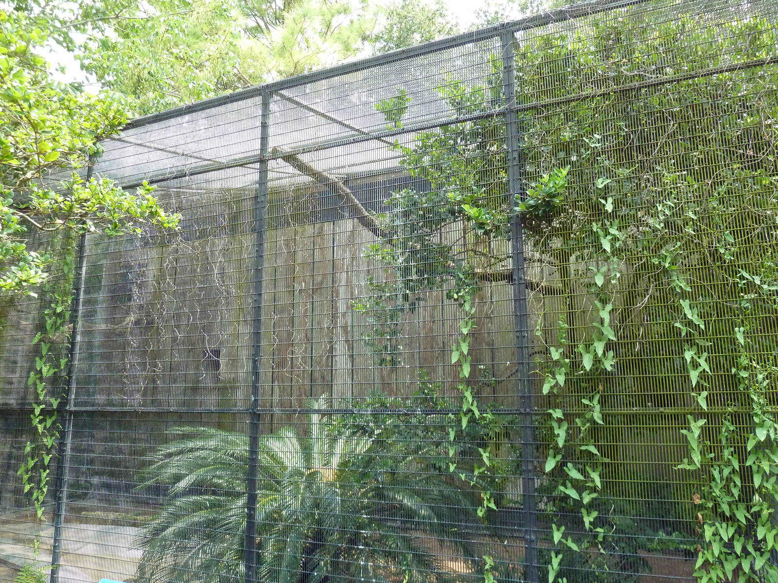 Fischer Bird Garden - King Vulture Exhibit