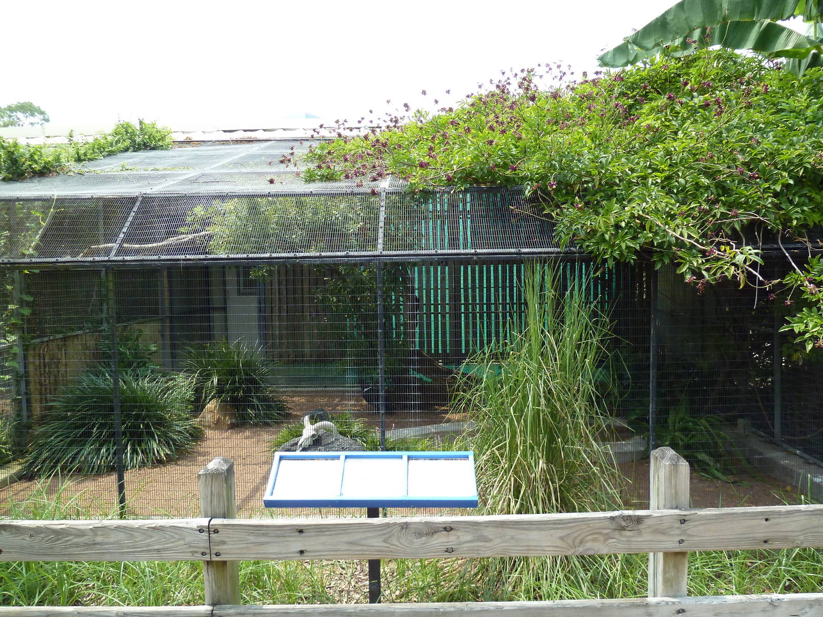 Fischer Bird Garden - White-Necked Raven Exhibit