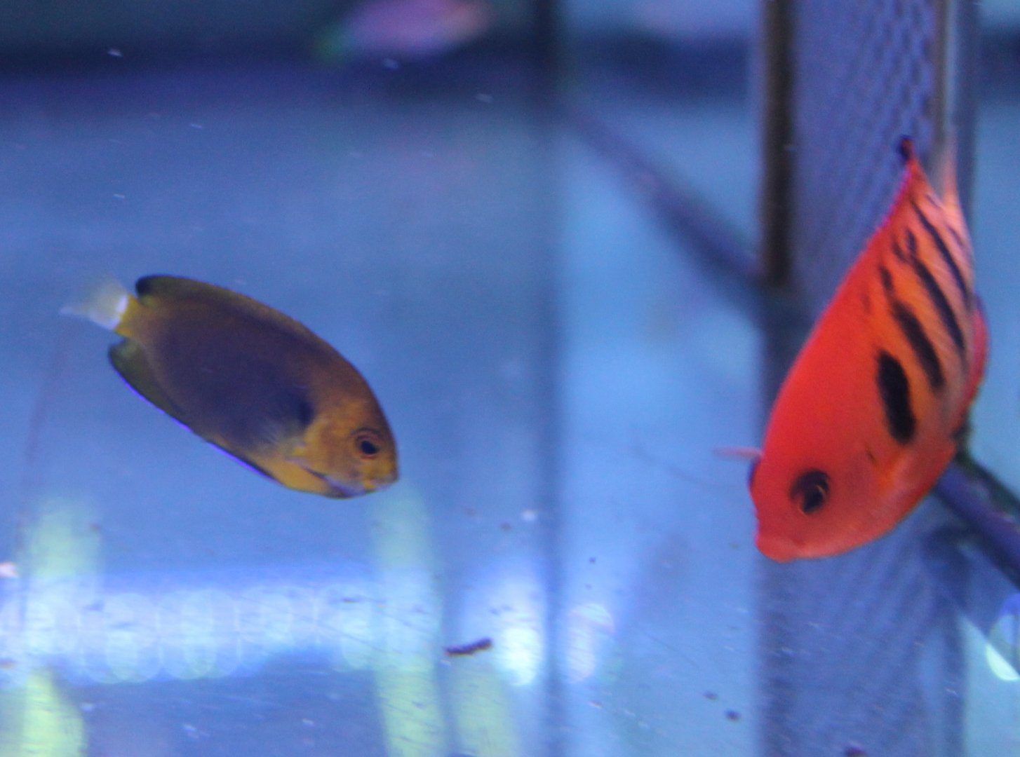 Fischers and Flame angelfishes