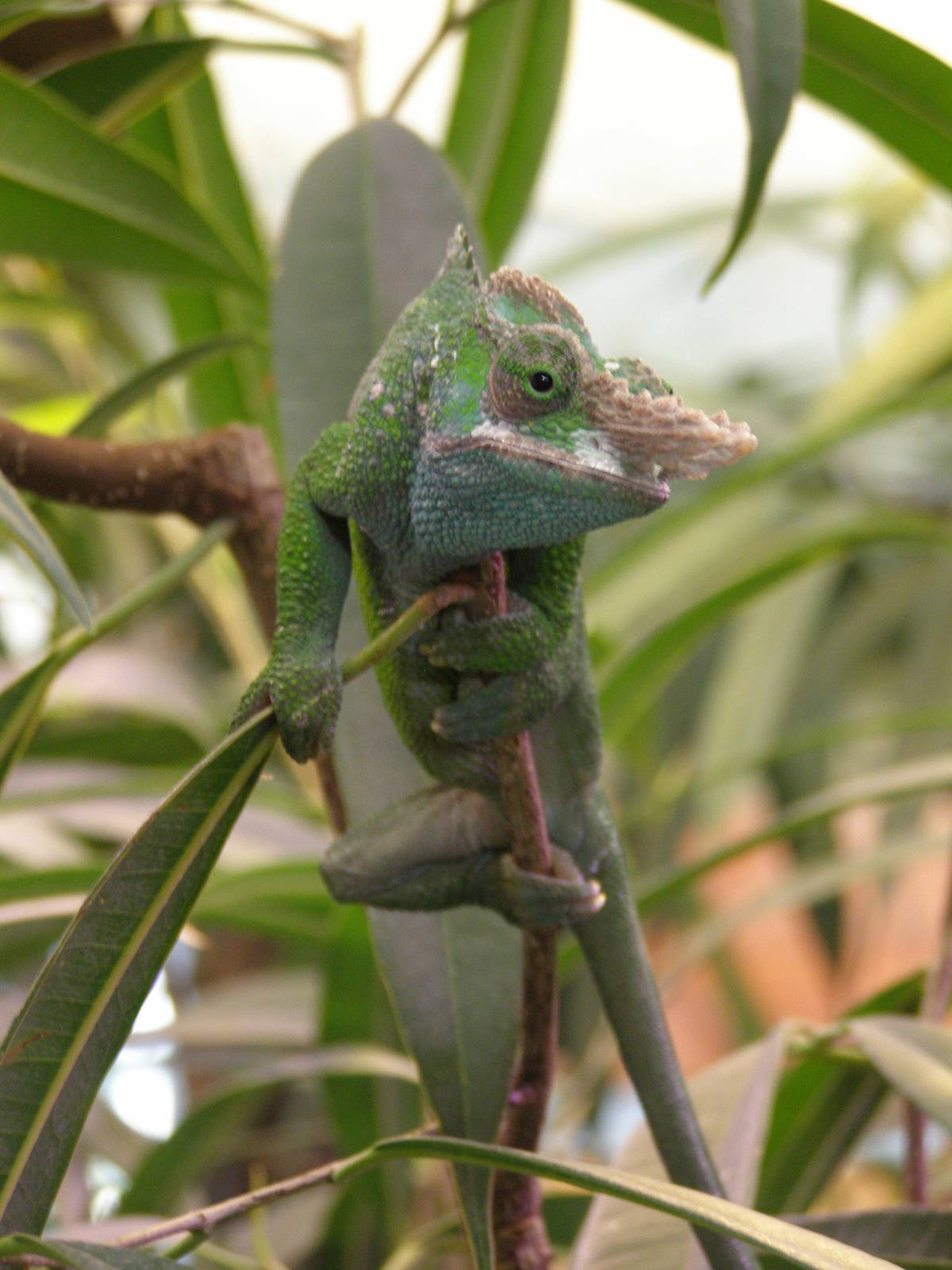 Fischer's Chamaeleon (Kinyongia fischeri)