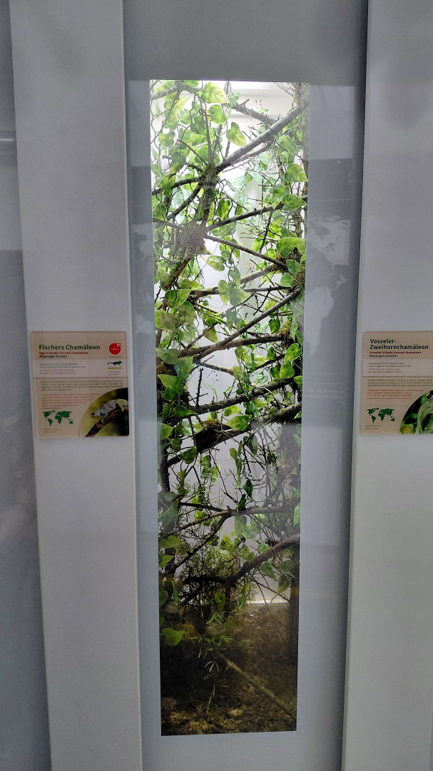 Fischer's chameleon exhibit