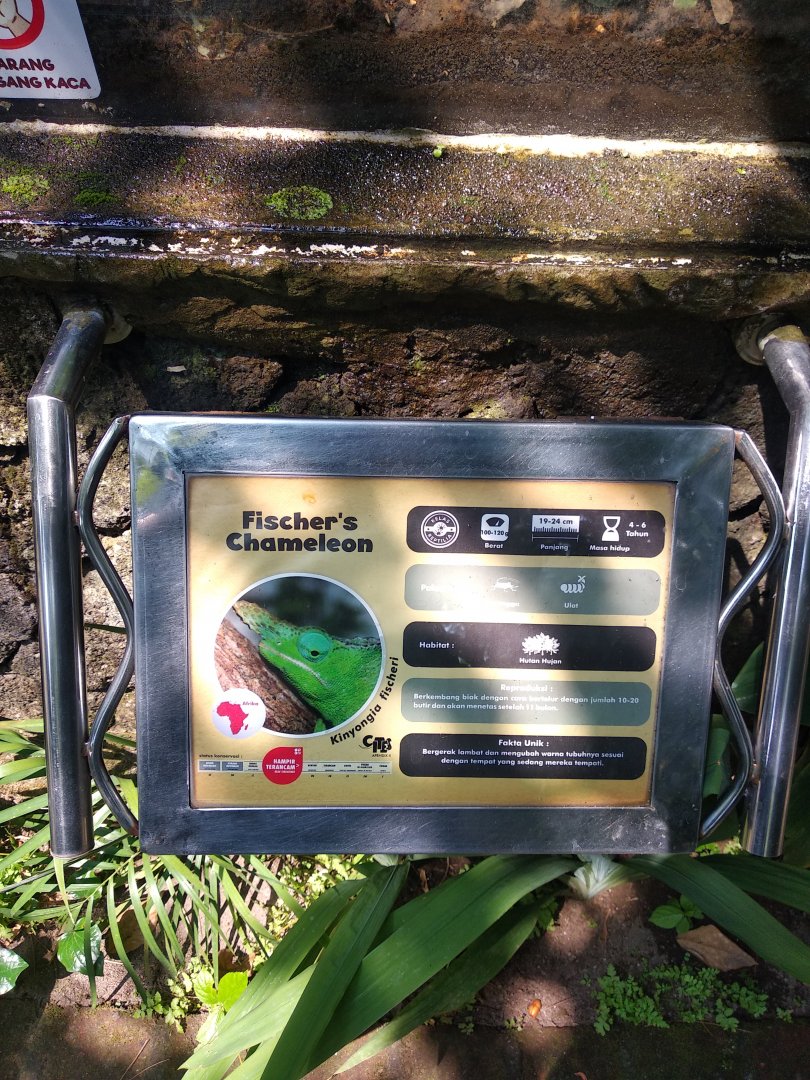 Fischer's chameleon (Kinyongia fischeri) information panel