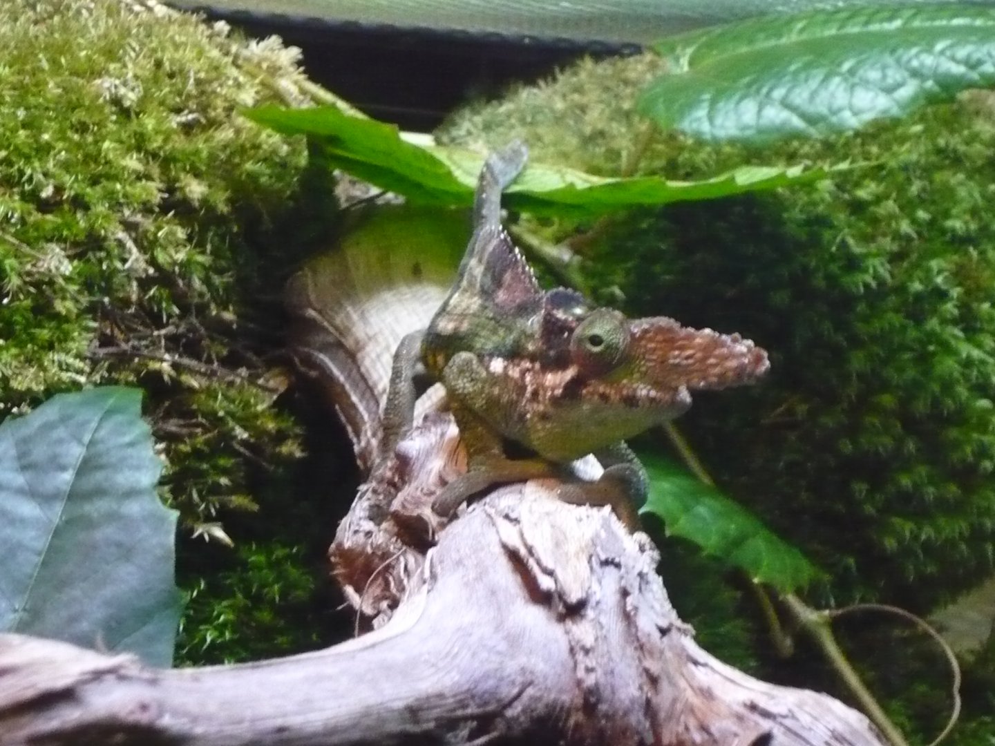 Fischer's chameleon (Kinyongia fischeri)