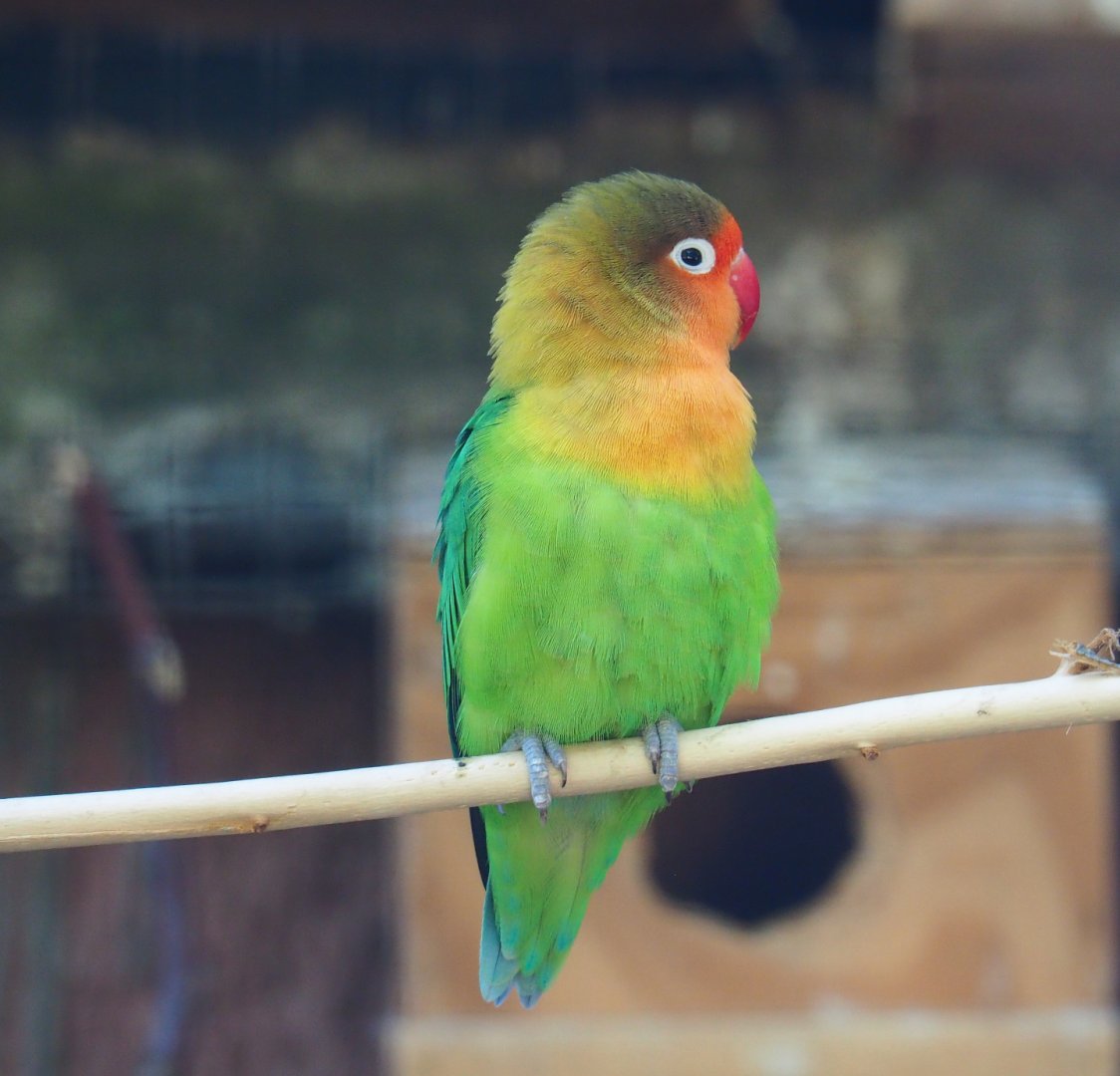 Fischer's lovebird (Agapornis fischeri), 2019-08-04