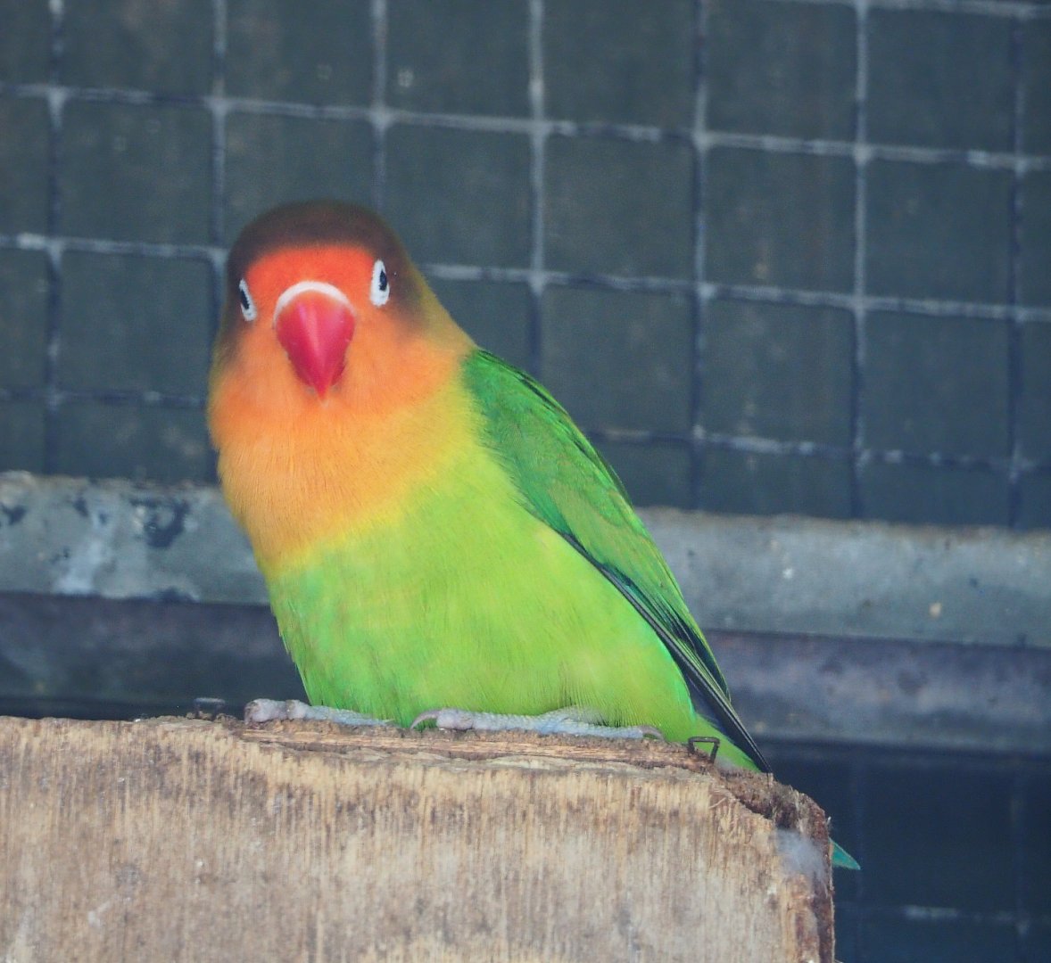Fischer's lovebird (Agapornis fischeri), 2020-06-20