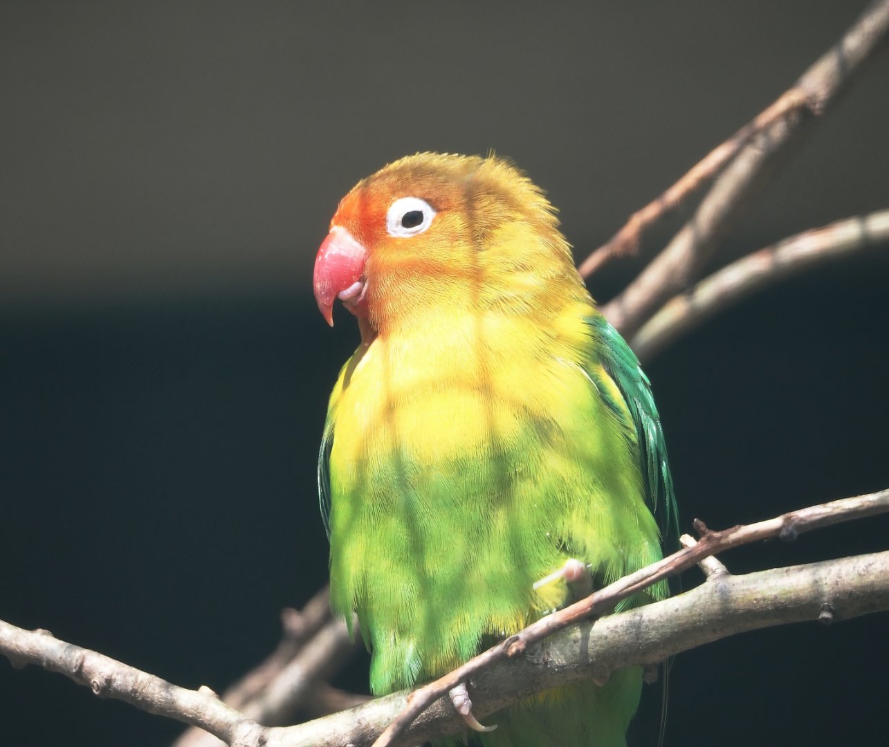 Fischer's lovebird (Agapornis fischeri), 2024-05-24