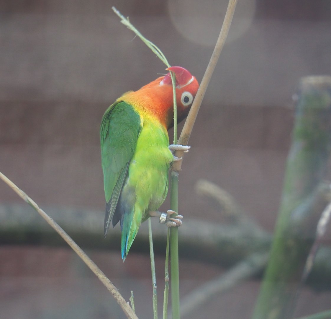 Fischer's lovebird (Agapornis fischeri) chewing on grass, 2019-08-04