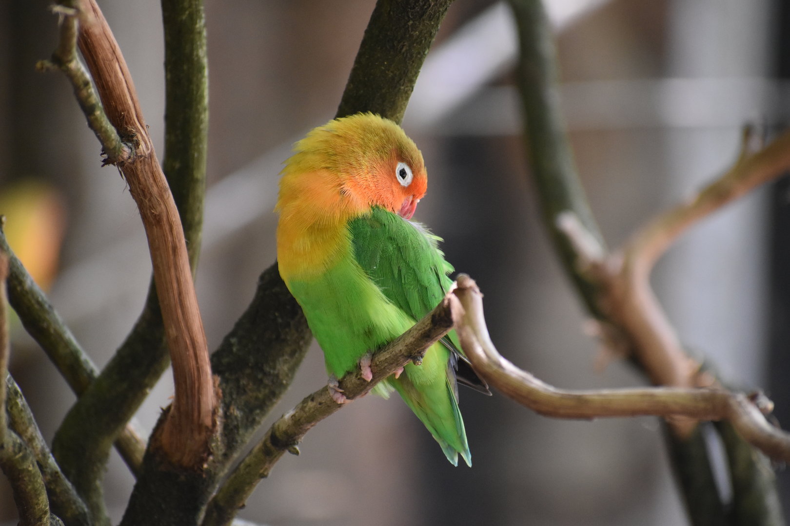 Fischer's Lovebird - Agapornis fischeri