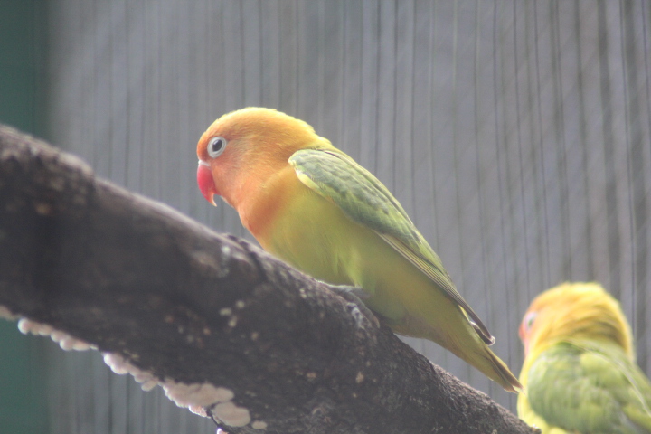 Fischer's lovebird (Agapornis fischeri)