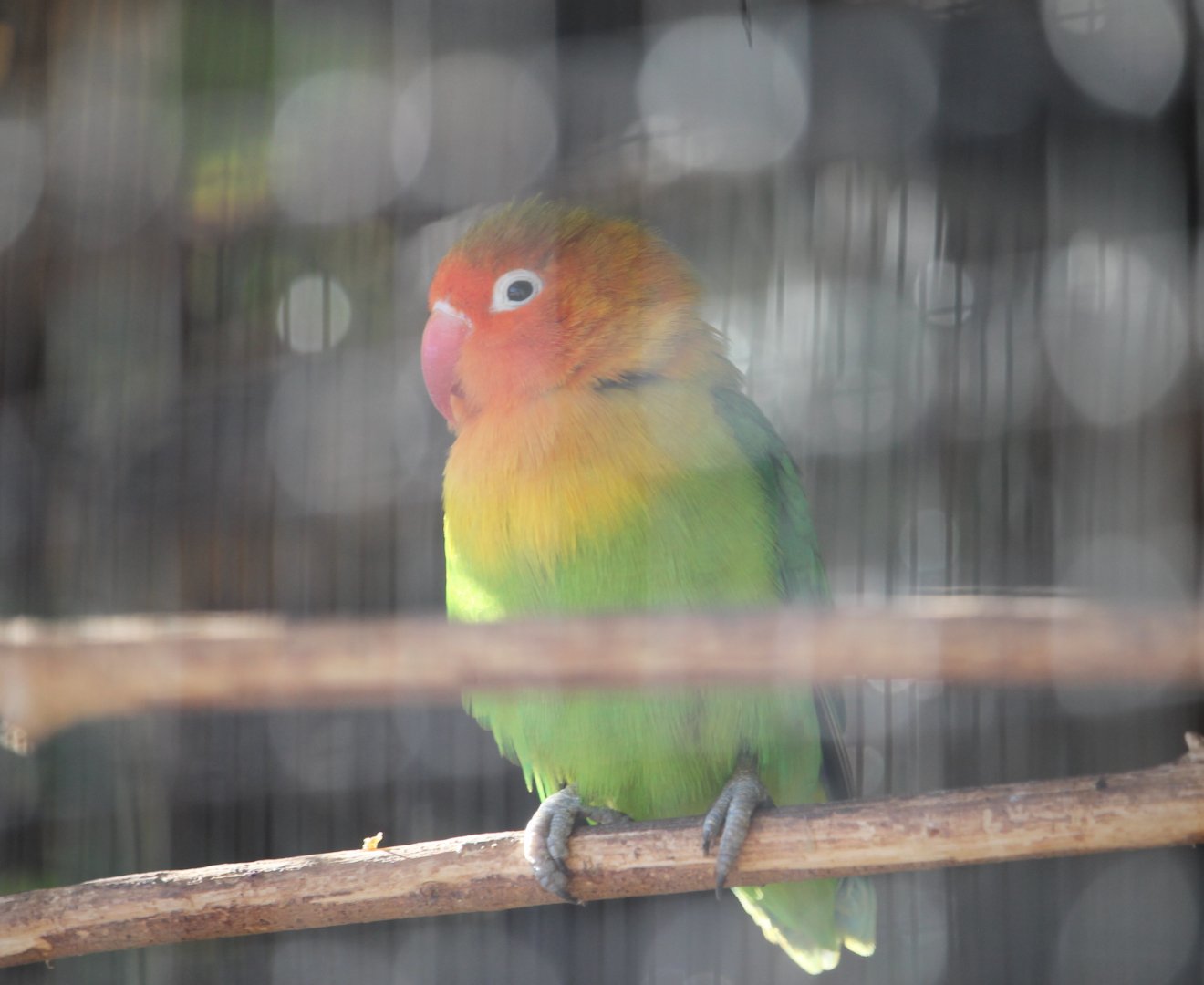 Fischer’s Lovebird (Agapornis fischeri)