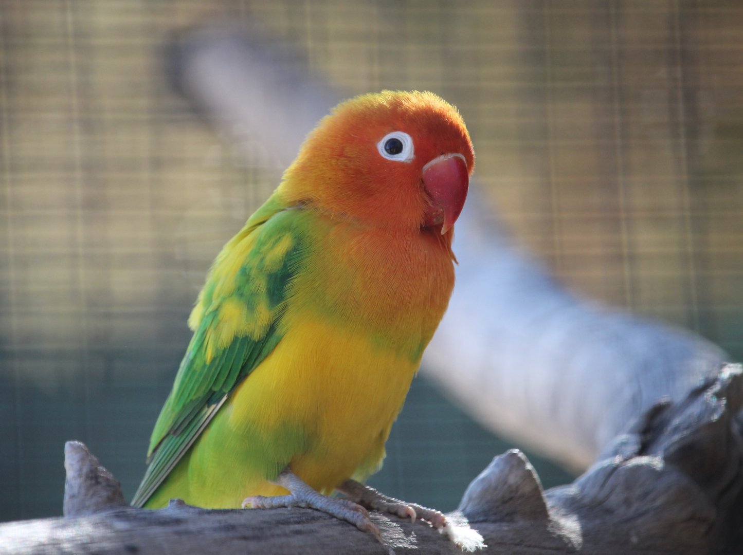 Fischer’s Lovebird (Agapornis fischeri)