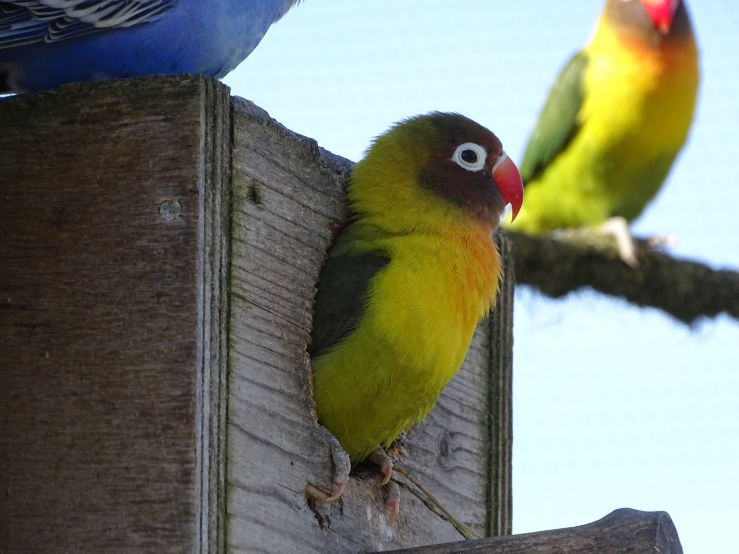 Fischer's lovebird (Agapornis fischeri)